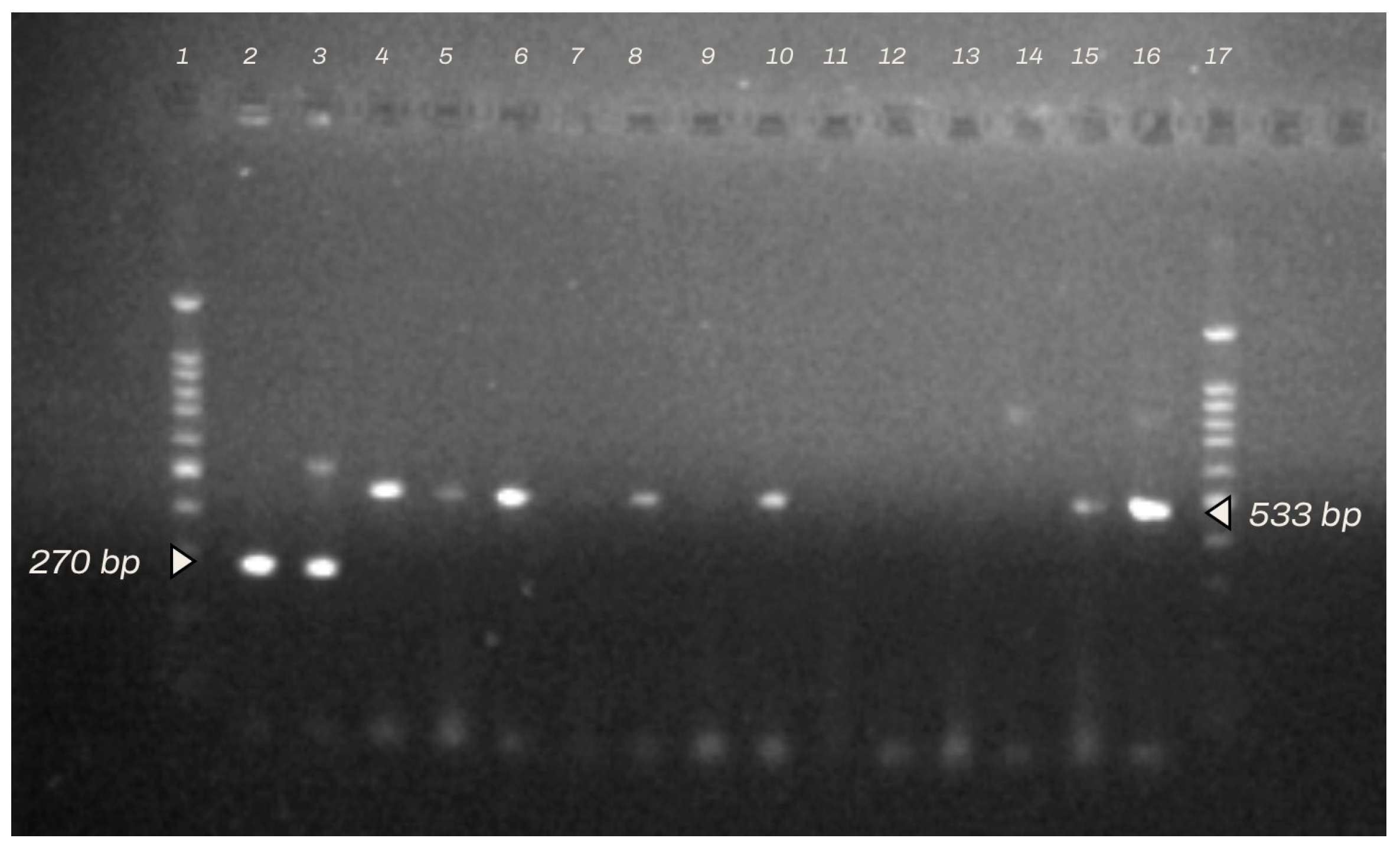 Animals 14 00683 g002