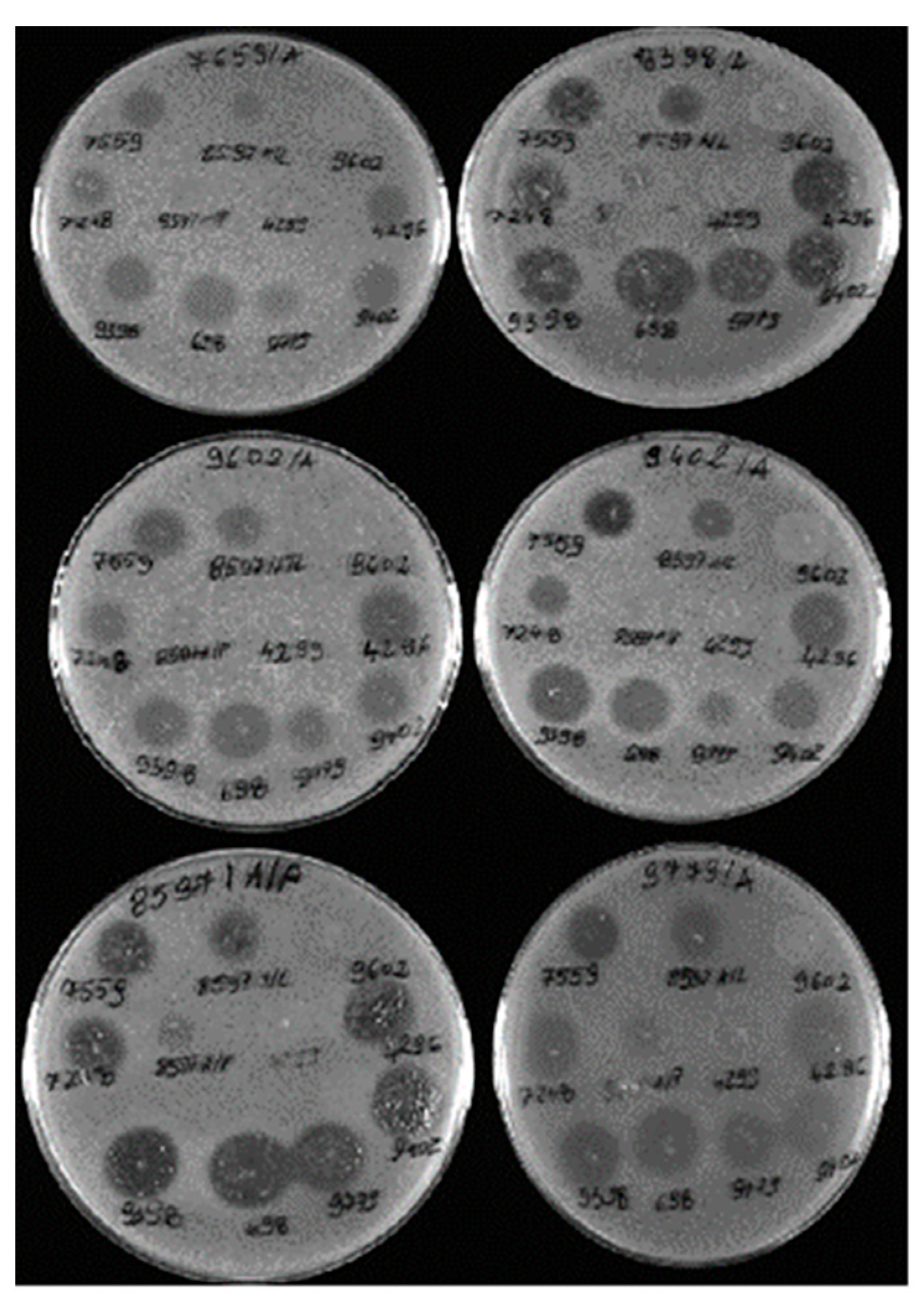 Animals 14 00683 g003