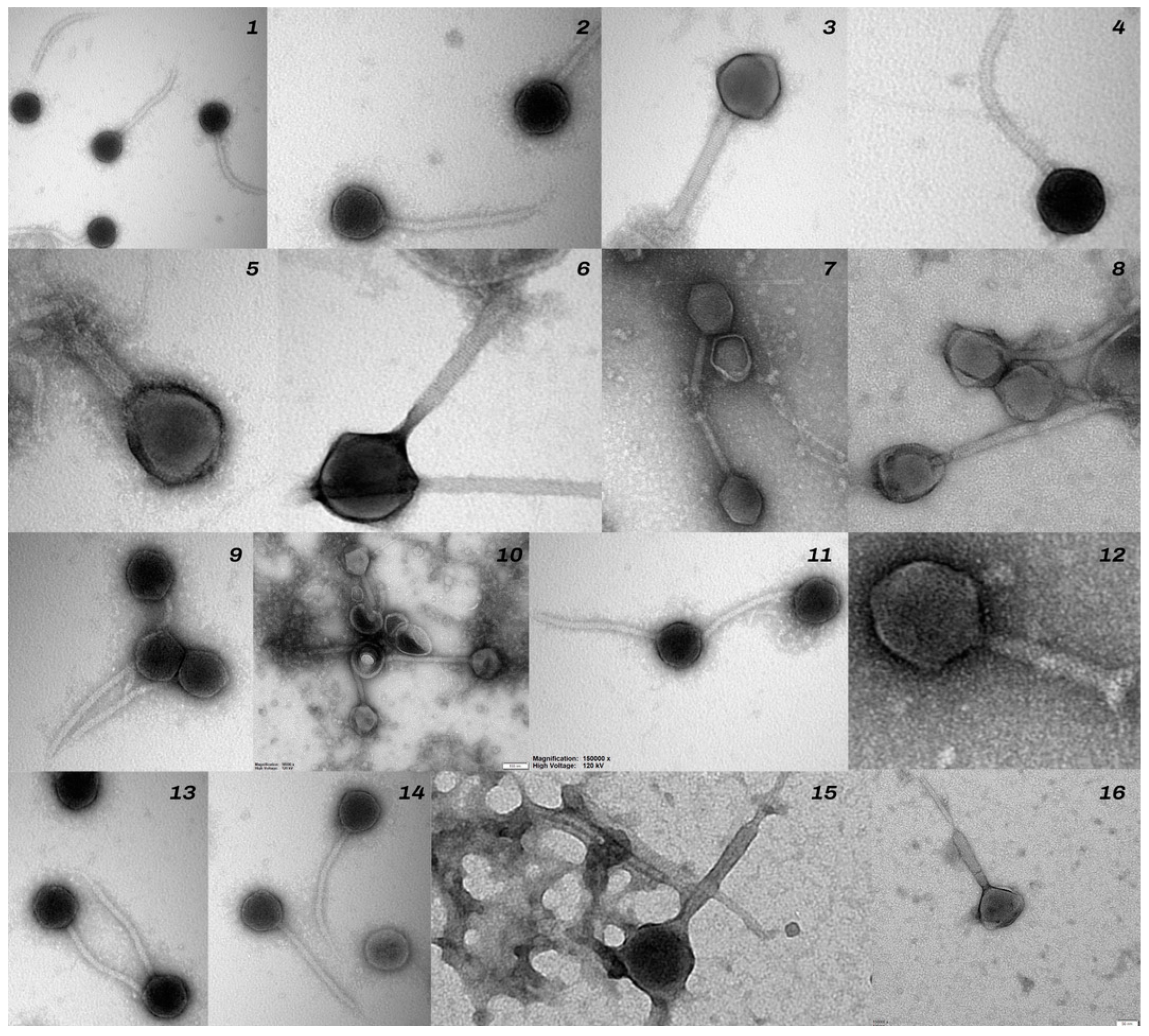 Animals 14 00683 g004