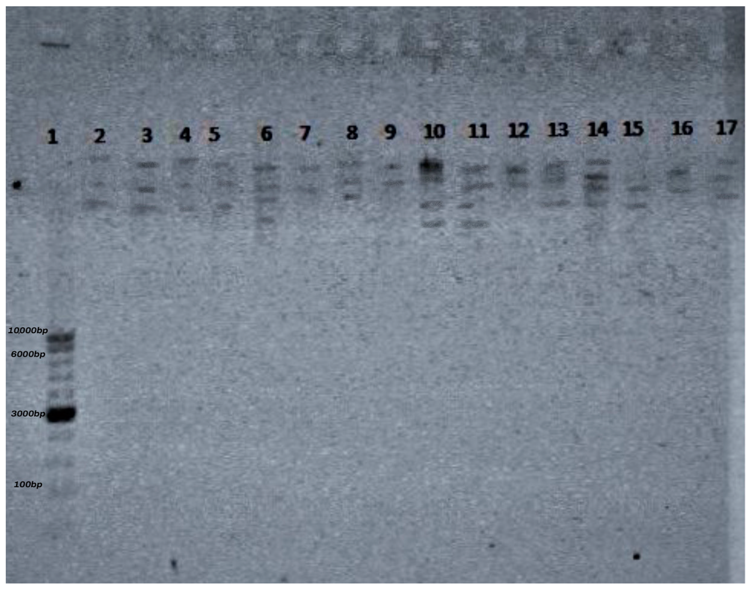 Animals 14 00683 g005