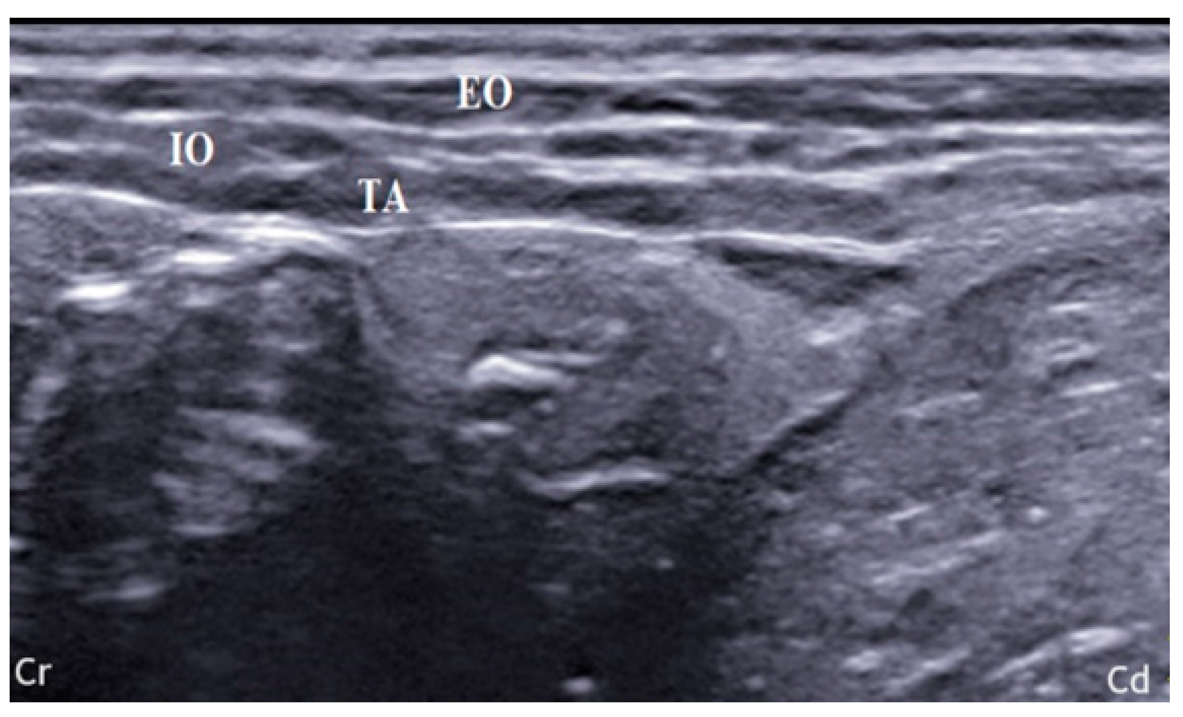 Animals 14 00684 g001