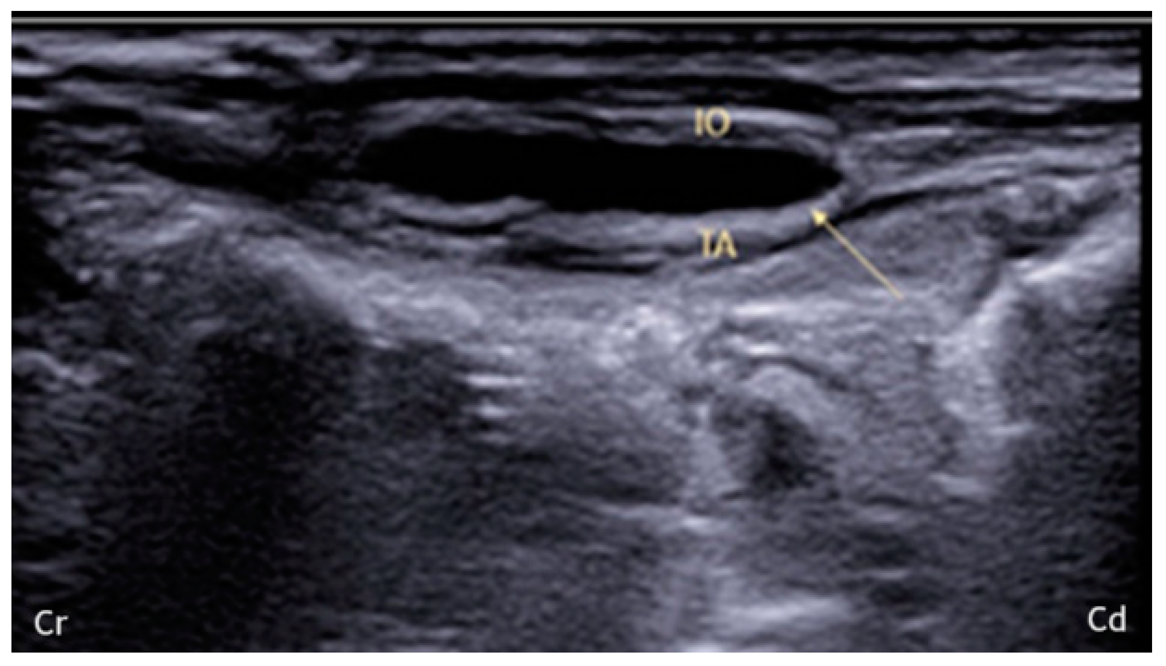 Animals 14 00684 g002