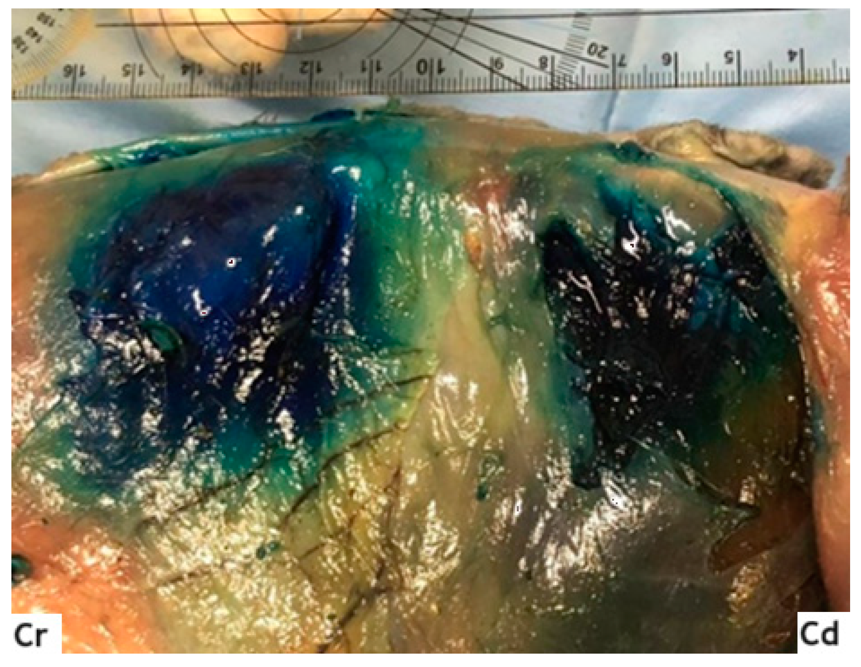 Animals 14 00684 g005