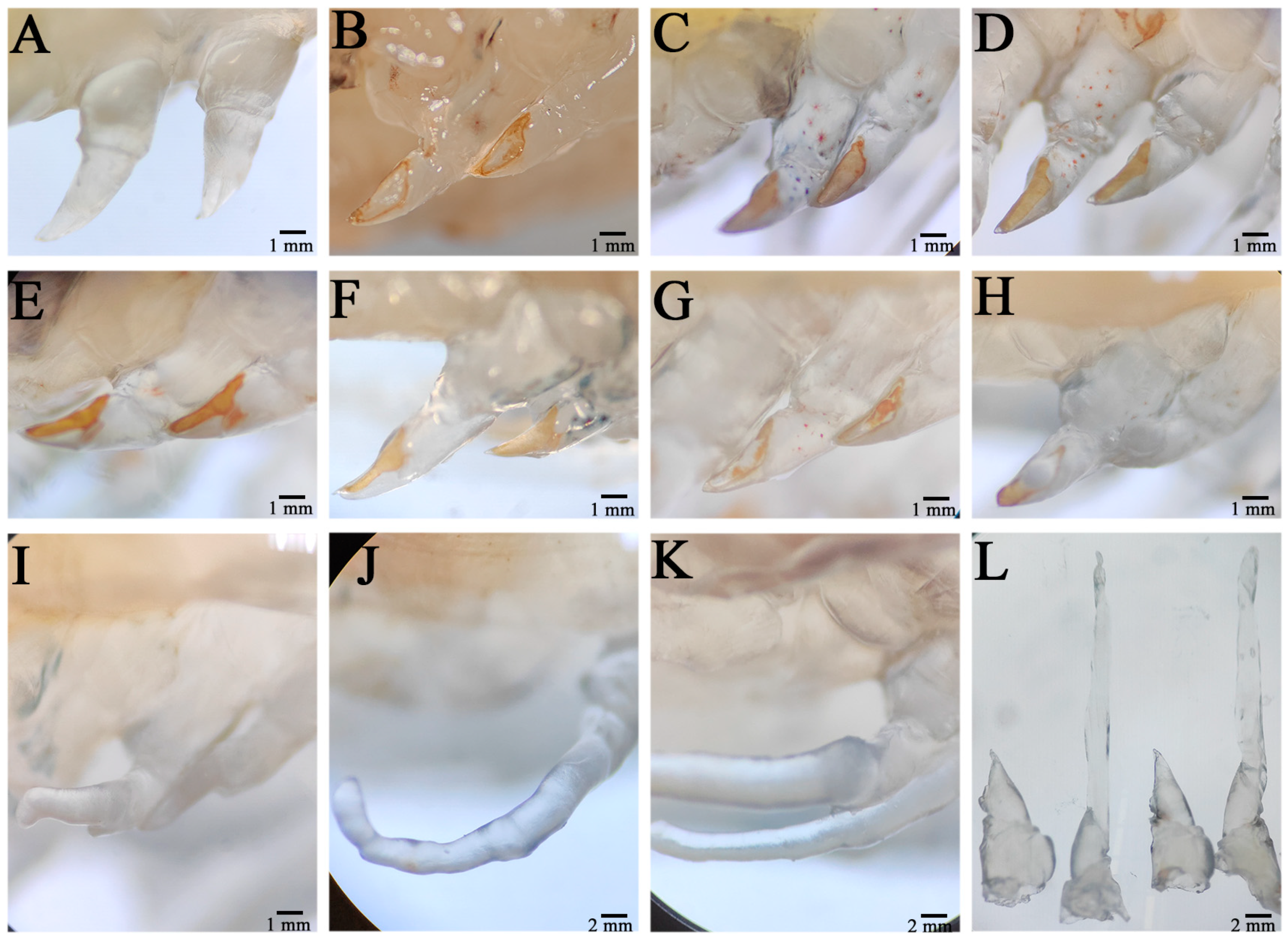 Animals 14 00685 g001