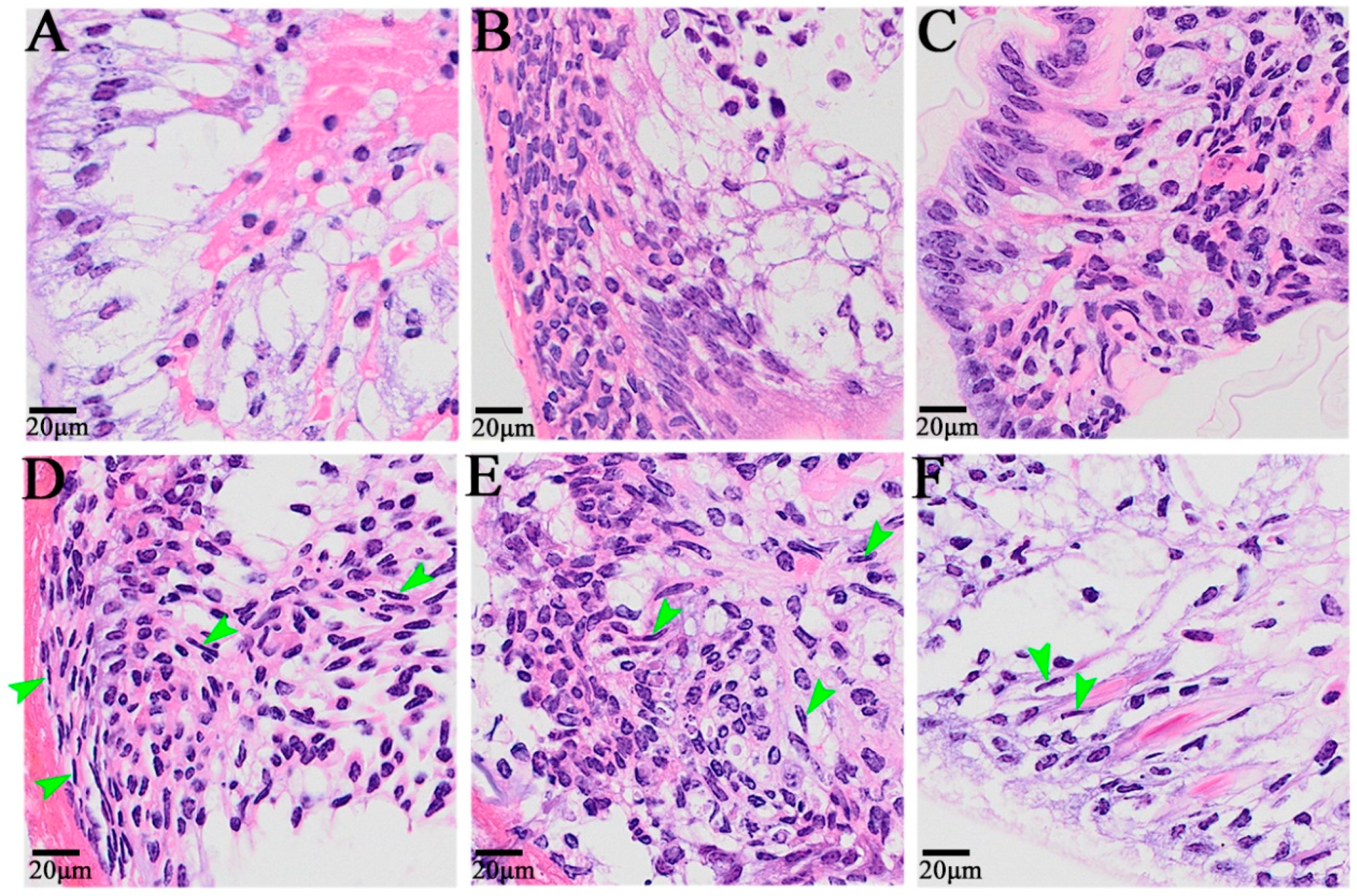 Animals 14 00685 g002