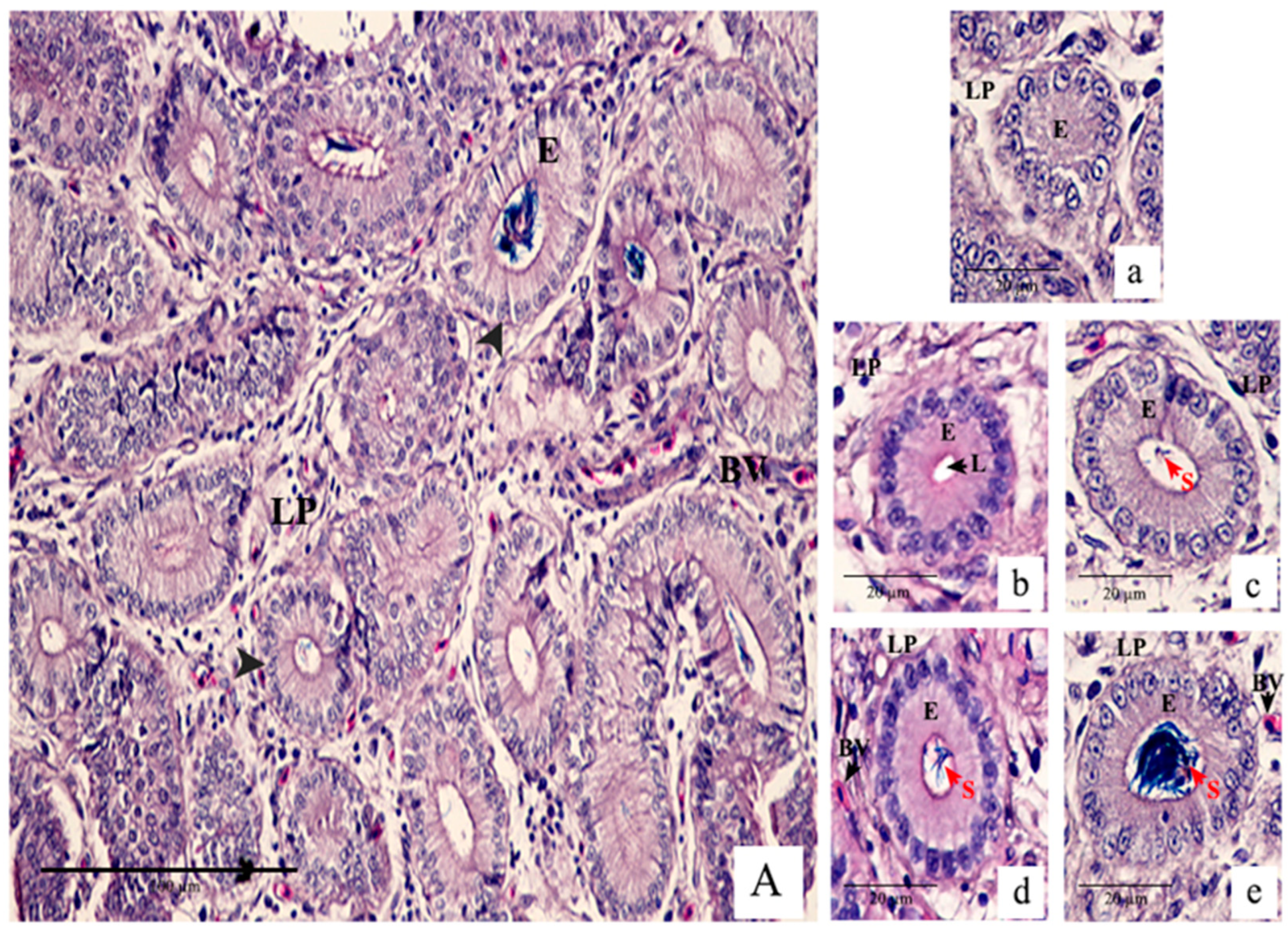 Animals 14 00694 g003