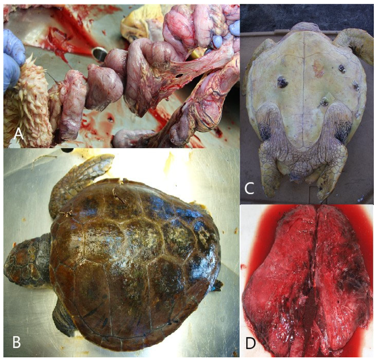 Animals 14 00703 g004