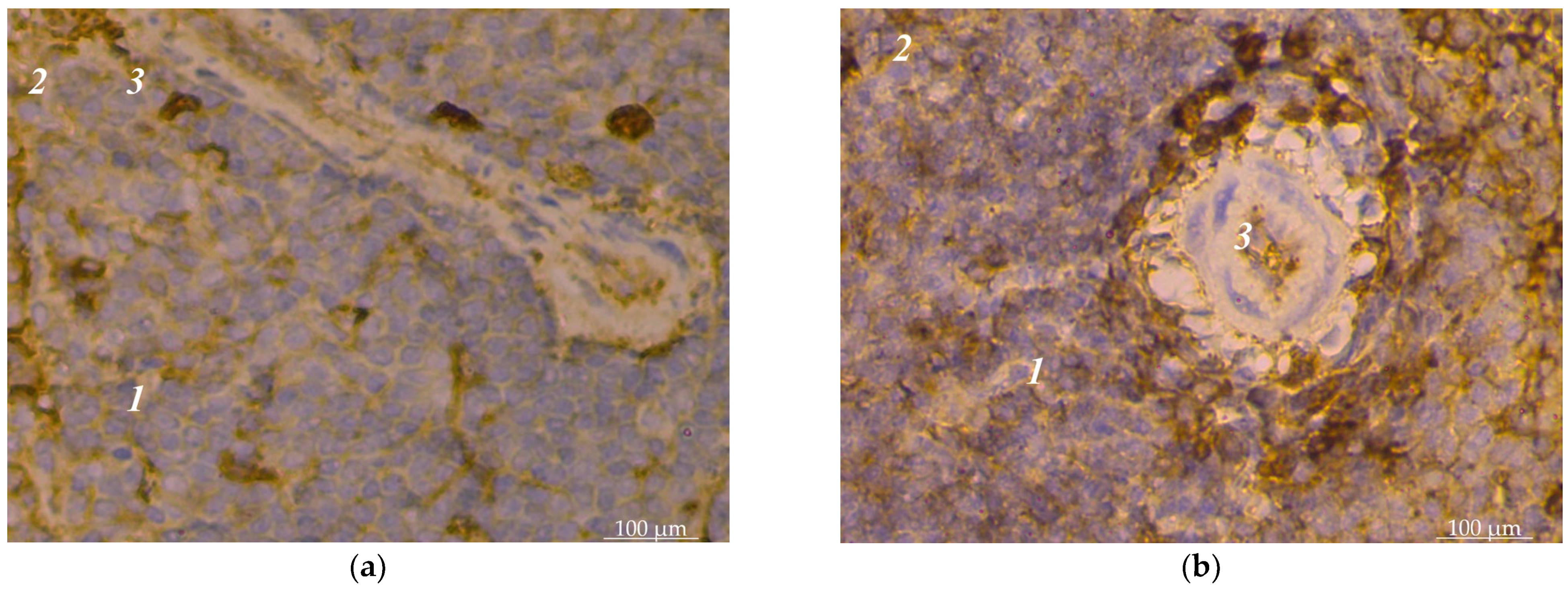 Animals 14 00706 g001