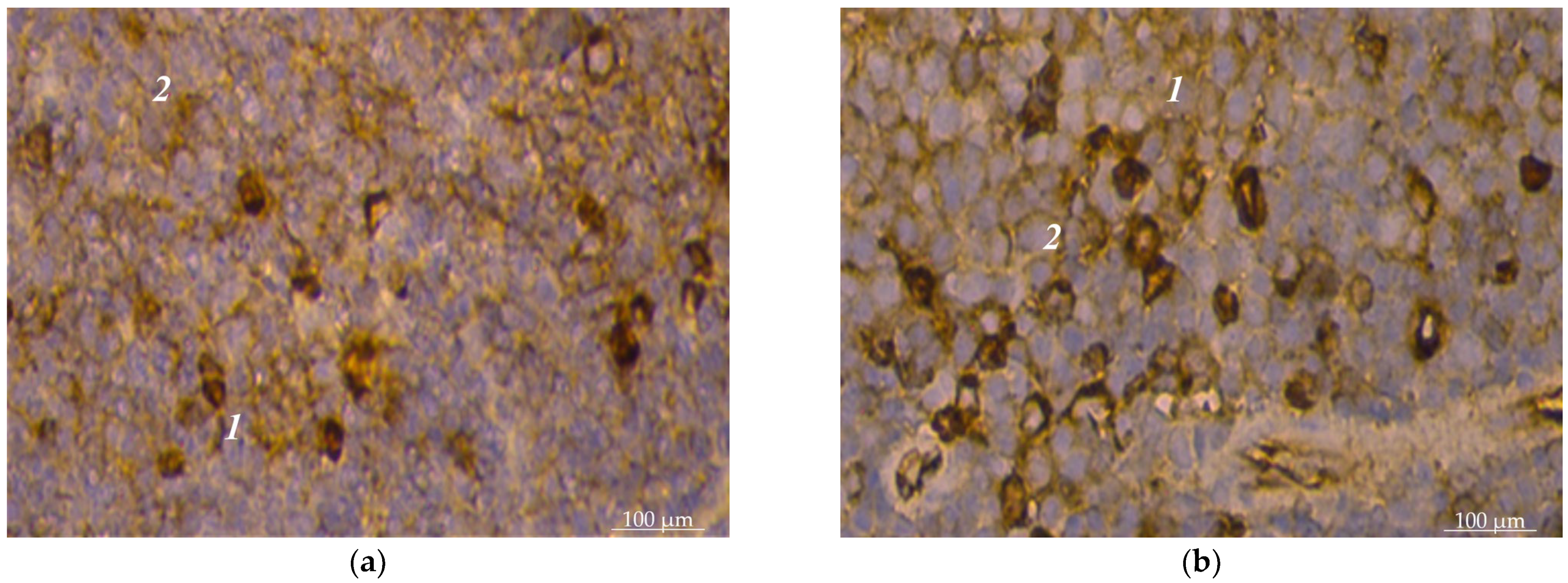 Animals 14 00706 g004