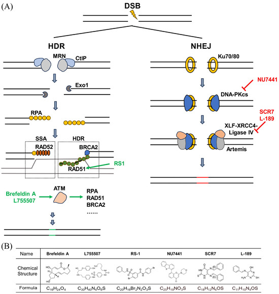 Improving the Efficiency of CRISPR Ribonucleoprotein-Mediated