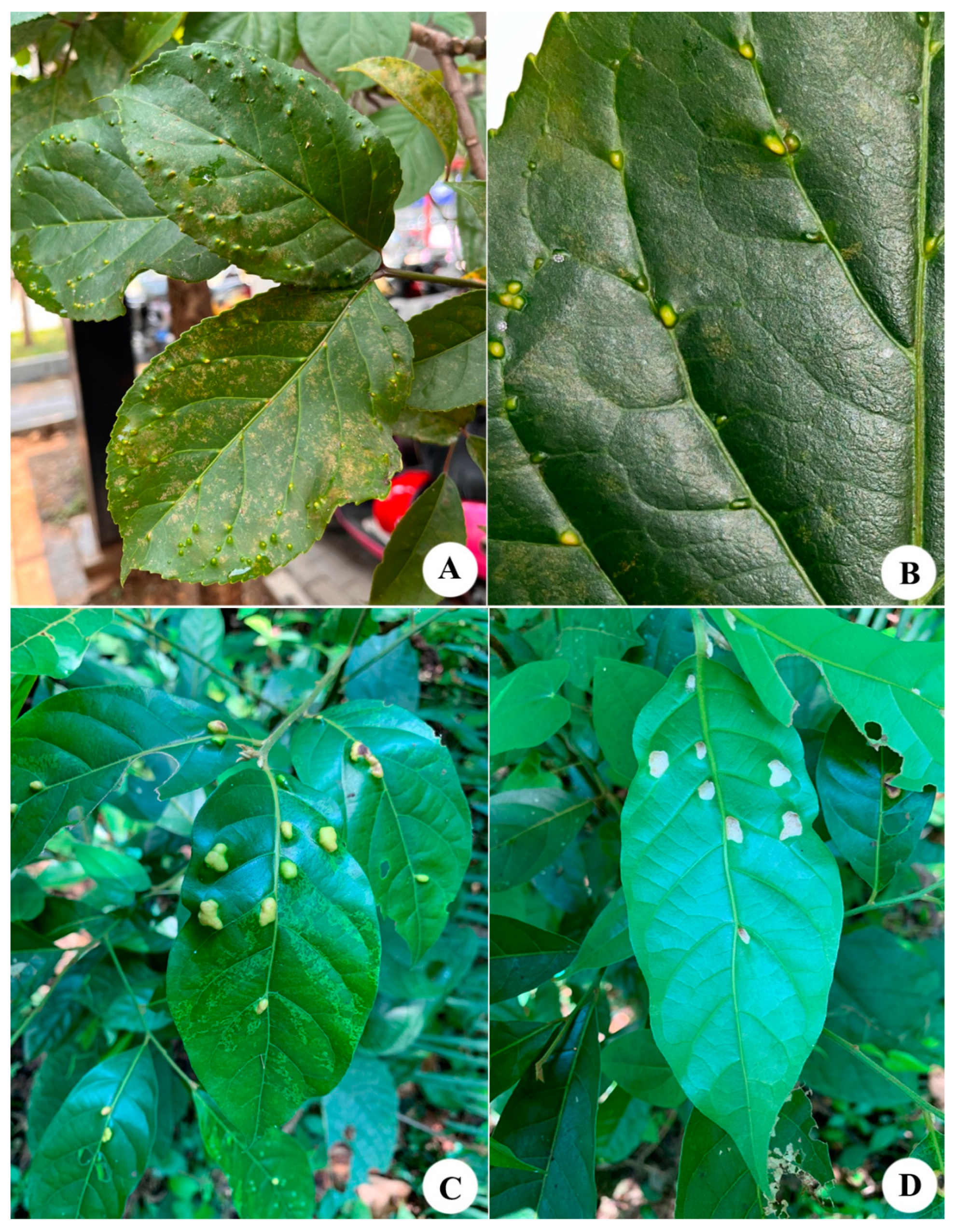 Animals 14 00720 g003