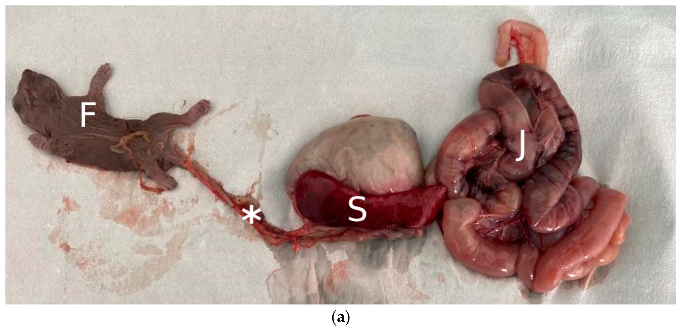 Animals 14 00731 g001a