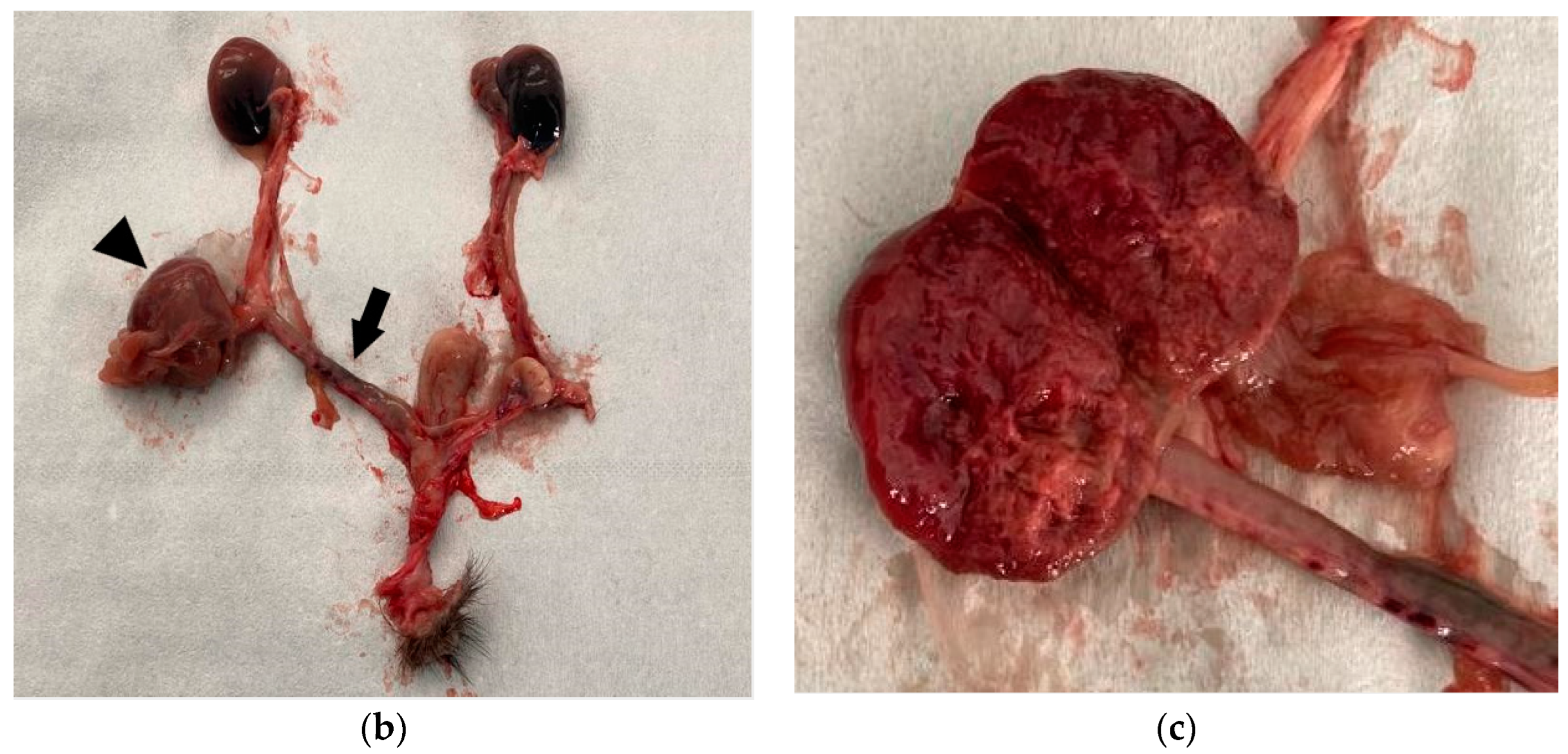 Animals 14 00731 g001b