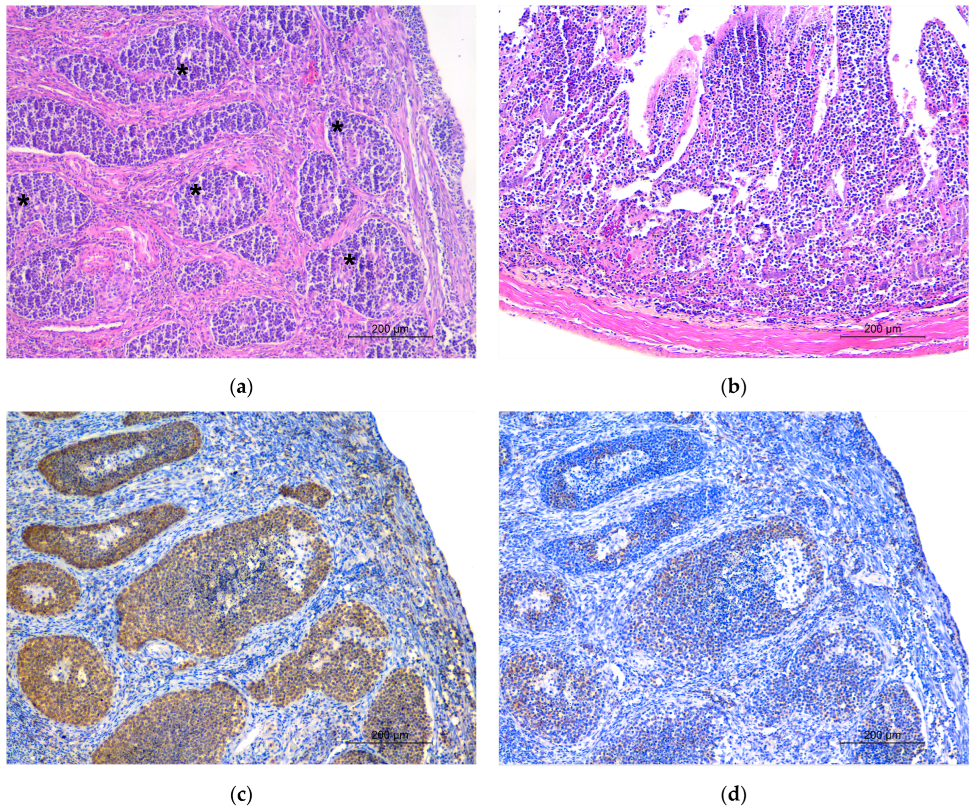 Animals 14 00731 g002