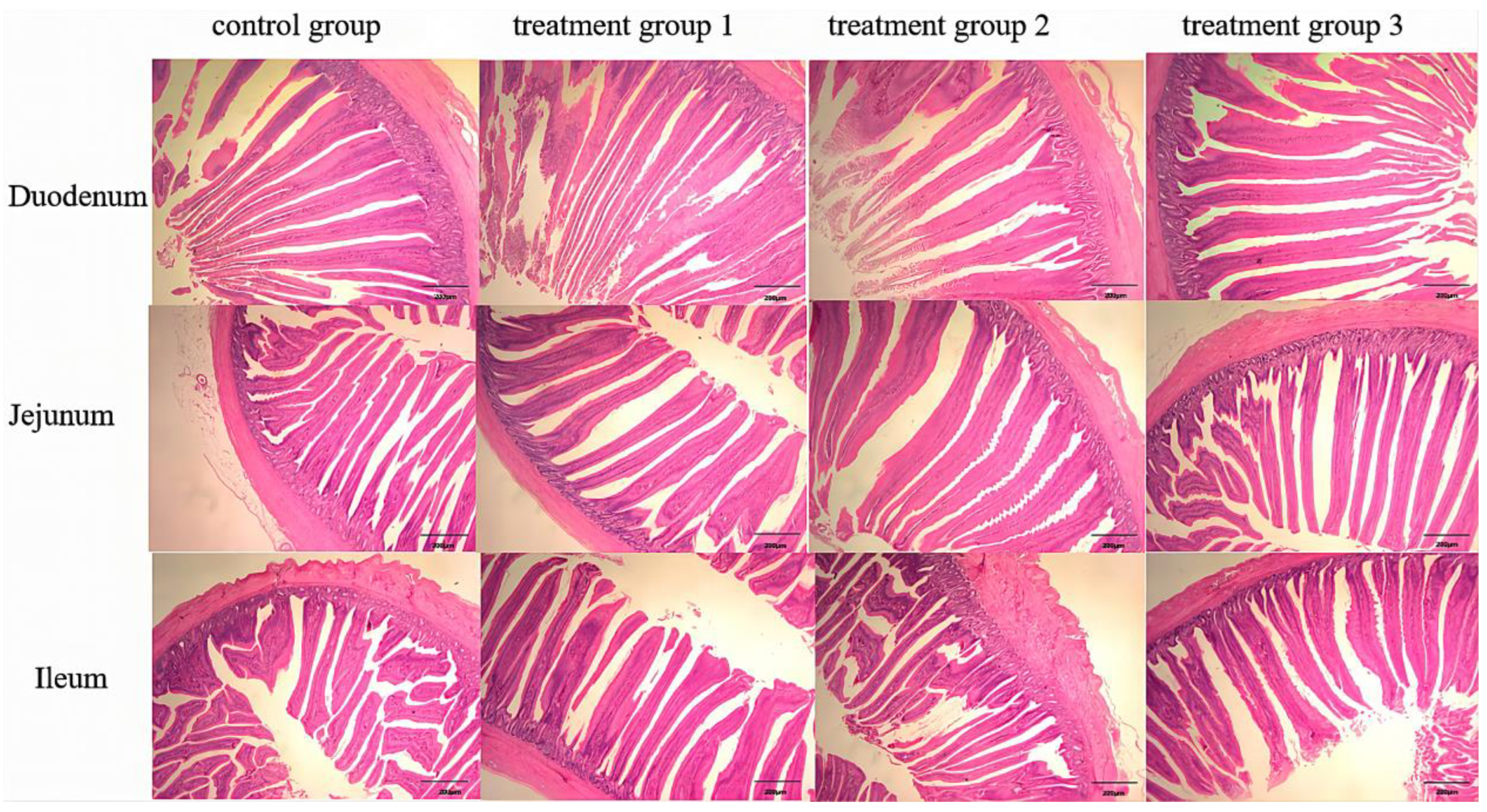 Effects of Dietary Terminalia chebula Extract on Growth