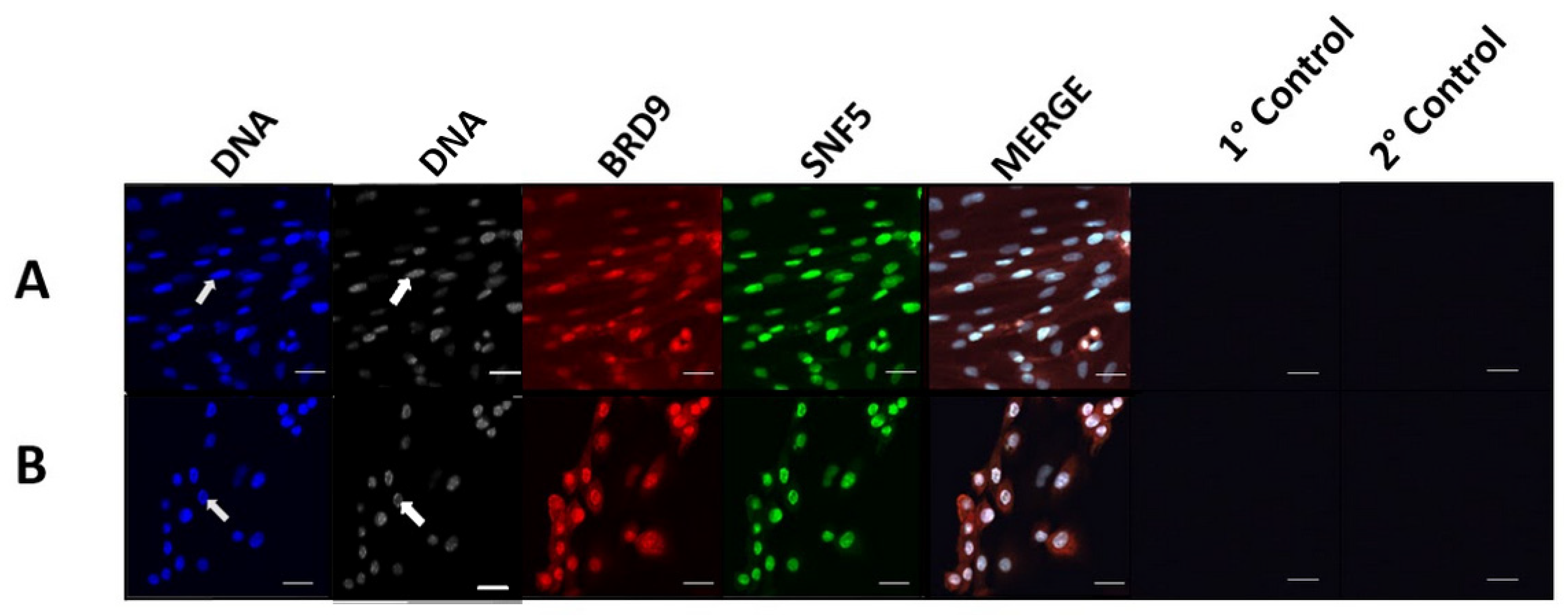 Animals 14 00773 g002