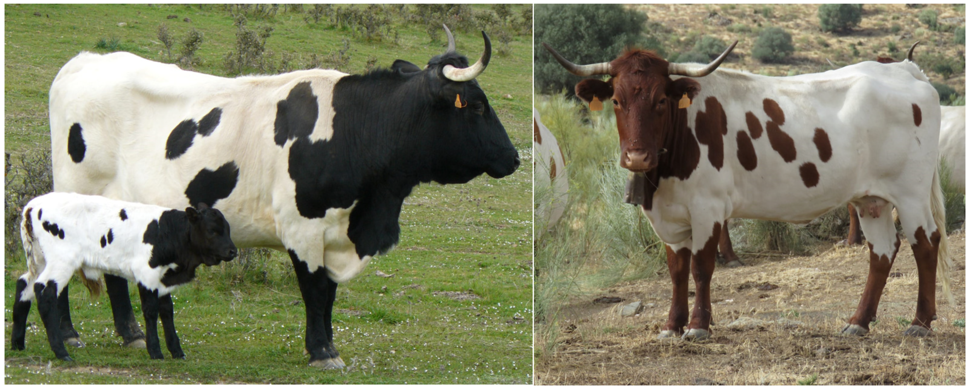 Animals 14 00793 g001