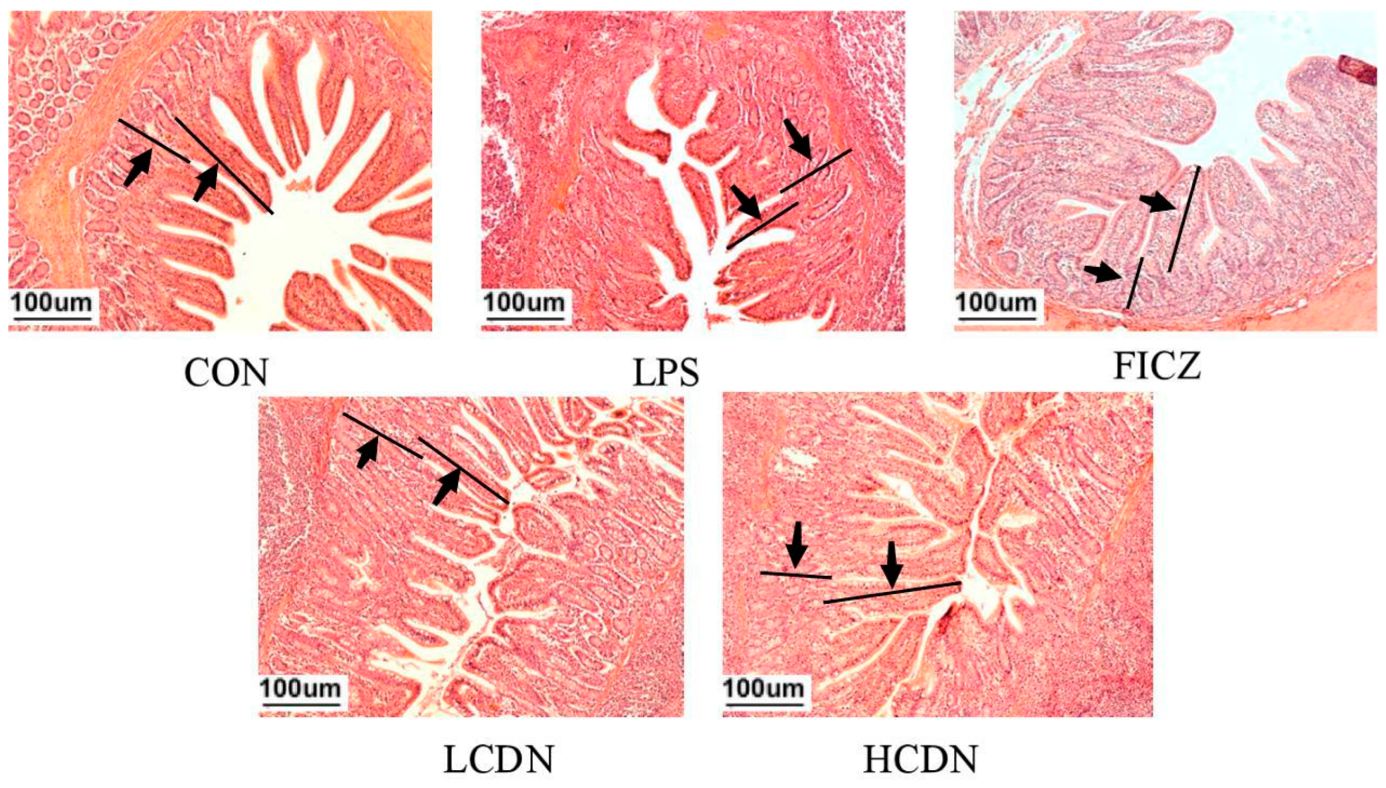 Animals 14 00794 g001 Animals 14 00794 g001