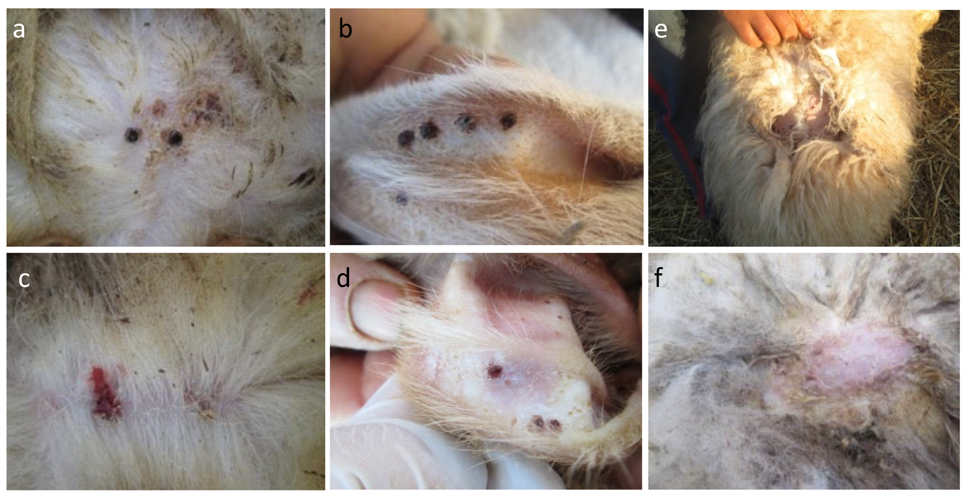 Animals 14 00801 g003