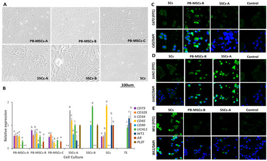 Bovine Peripheral Blood-Derived Mesenchymal Stem Cells (PB-MSCs) and ...