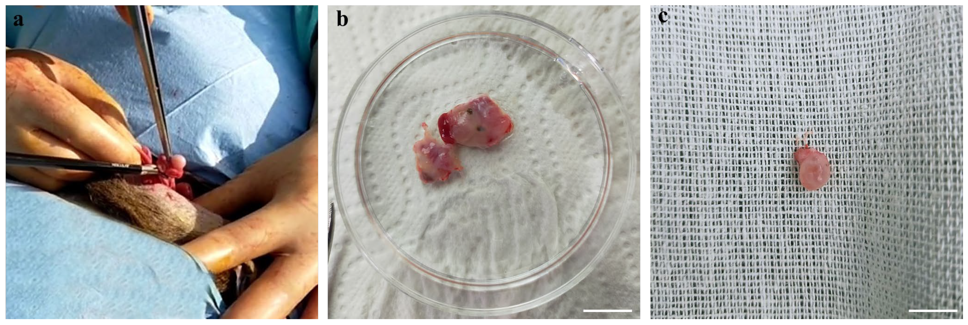 Animals 14 00807 g002