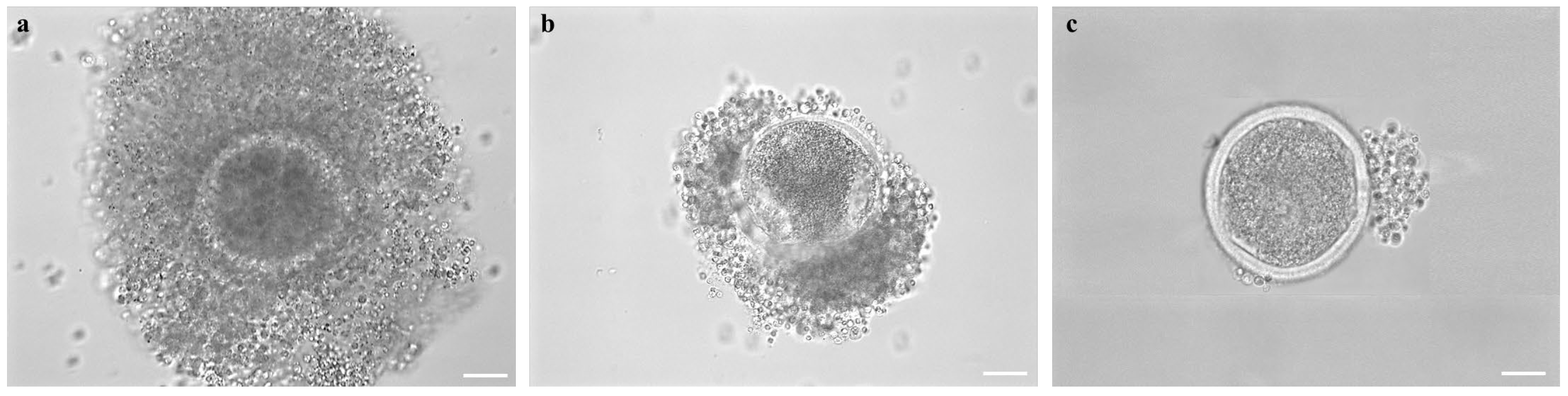 Animals 14 00807 g004