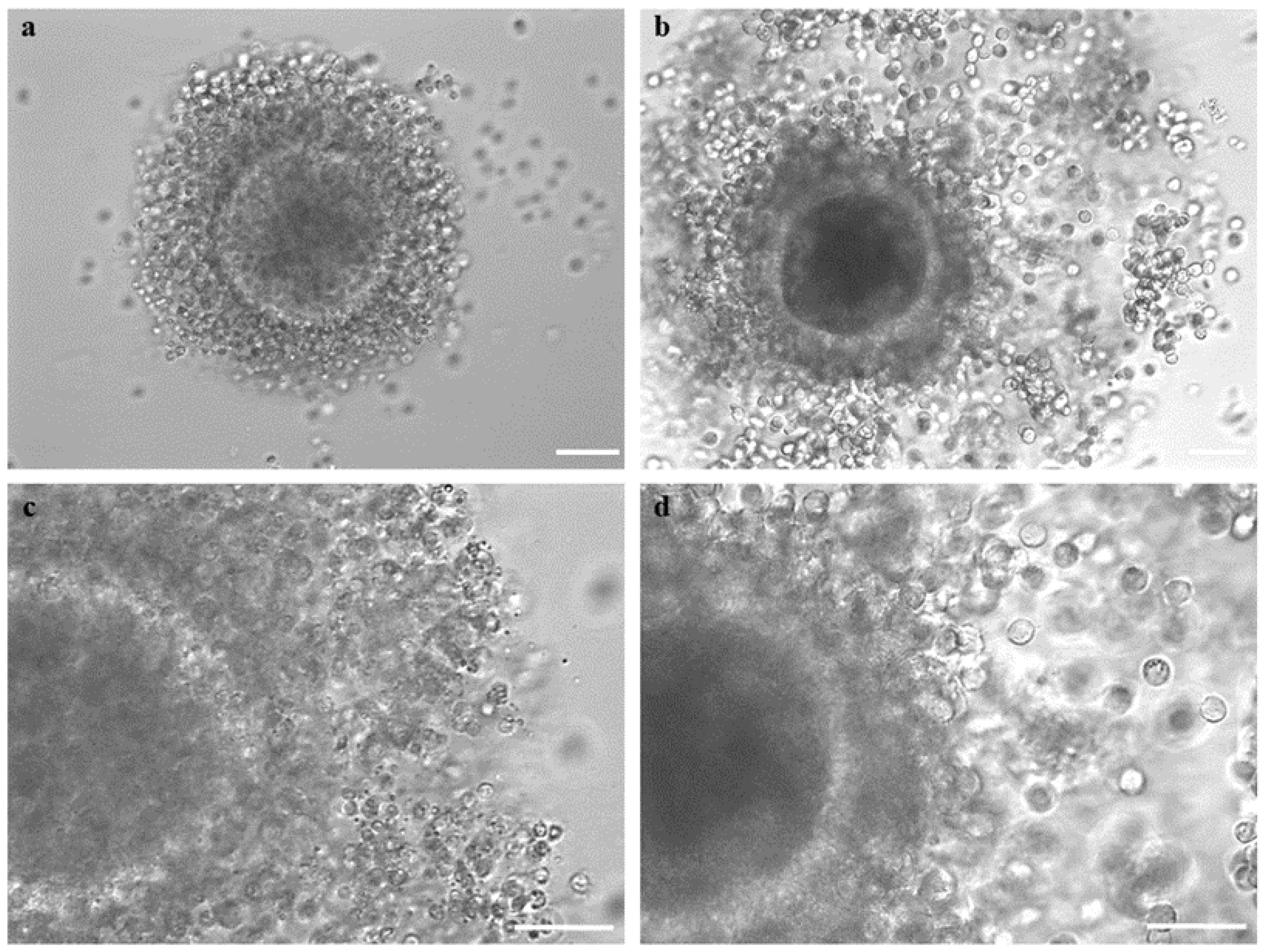 Animals 14 00807 g005