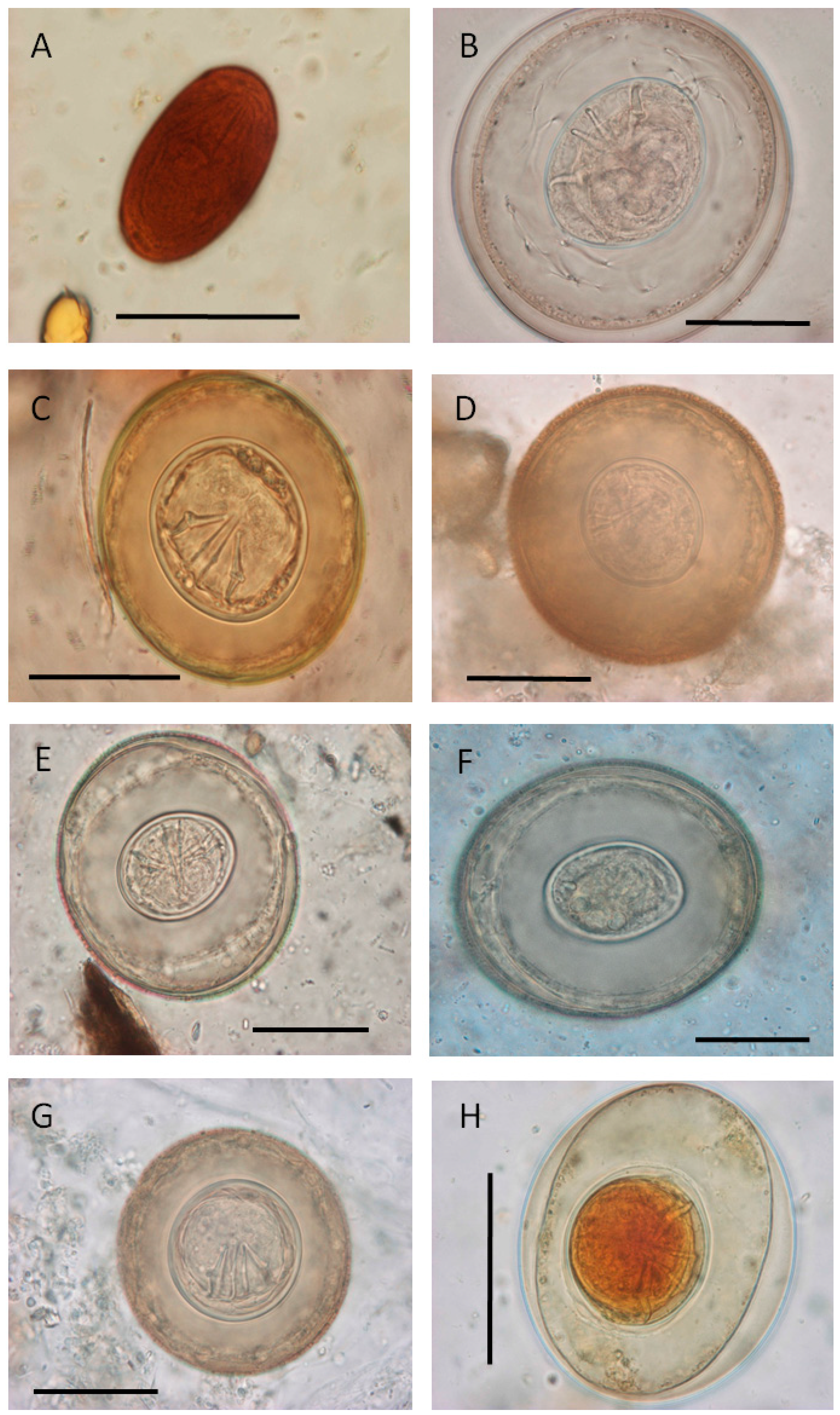 Animals 14 00813 g001