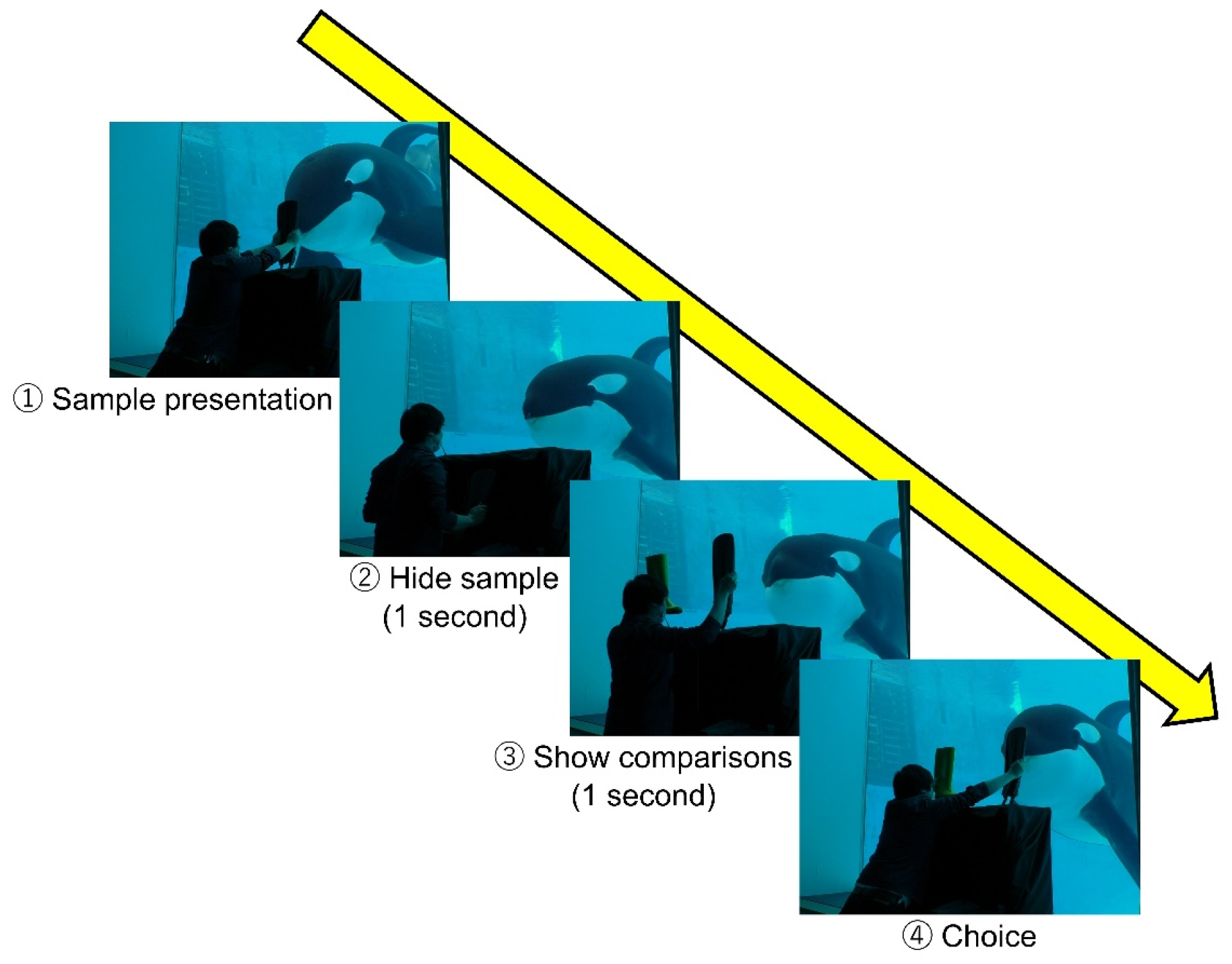 Animals 14 00821 g002 Animals 14 00821 g002