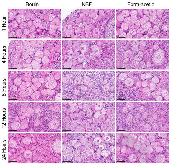 Animals Free FullText Effect of Fixatives and Fixation Period on