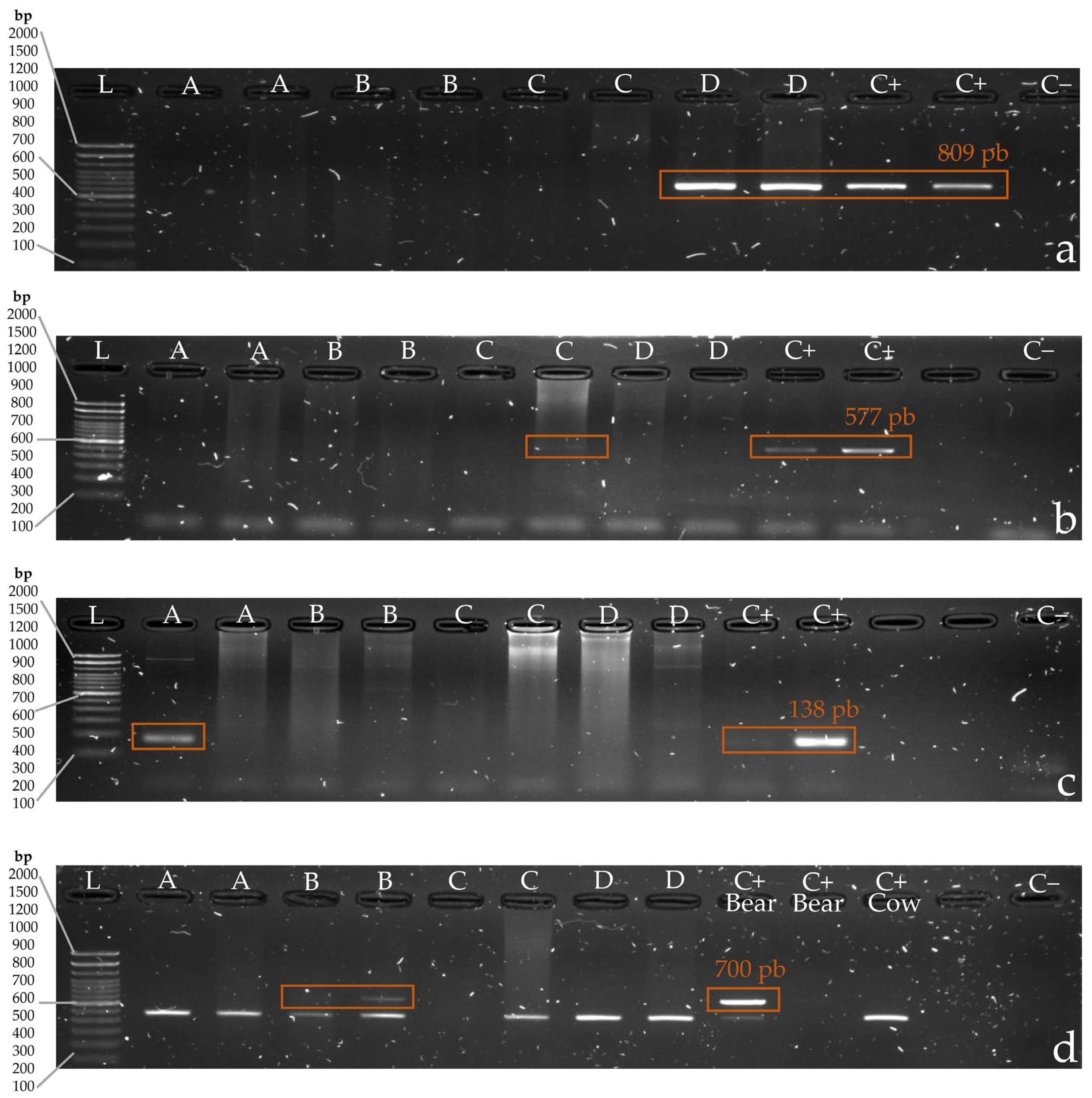 Animals 14 00838 g001