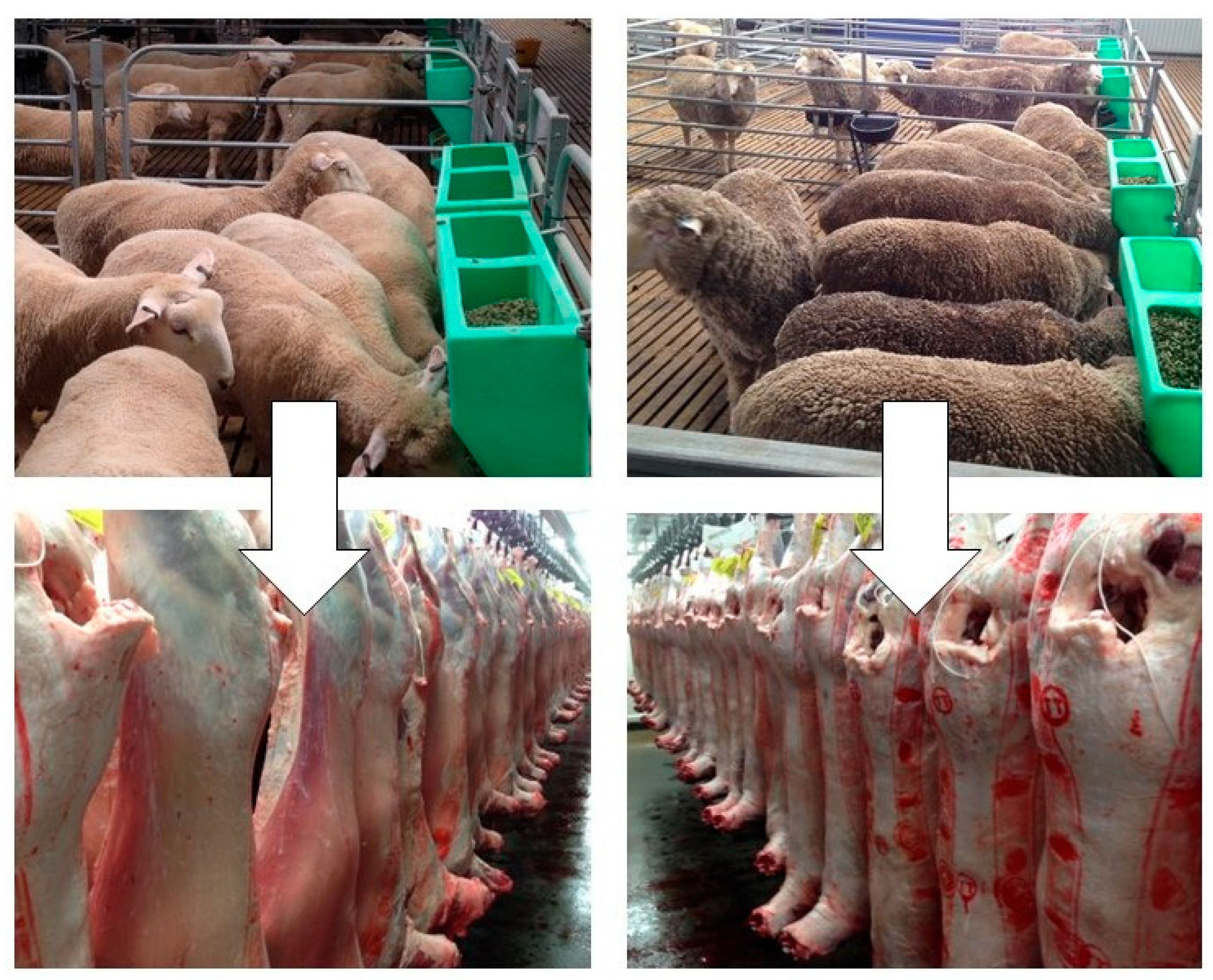 Animals 14 00840 g002 Animals 14 00840 g002