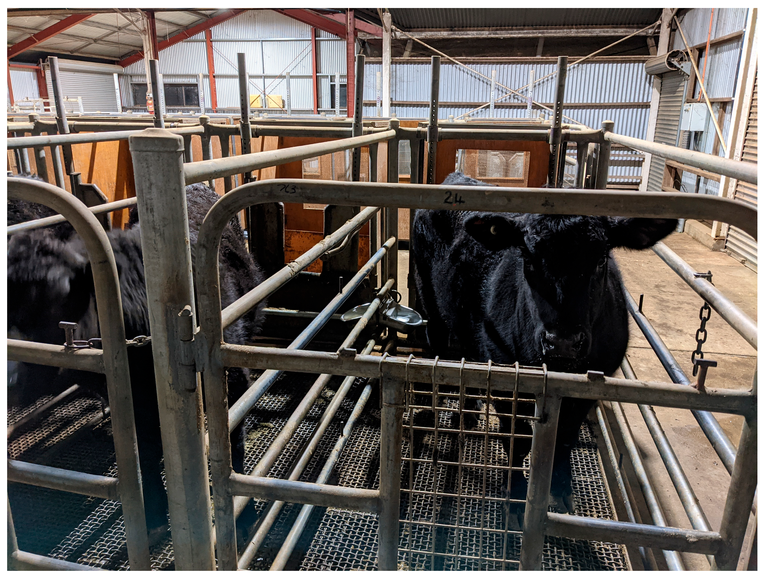 Animals 14 00840 g006 Animals 14 00840 g006