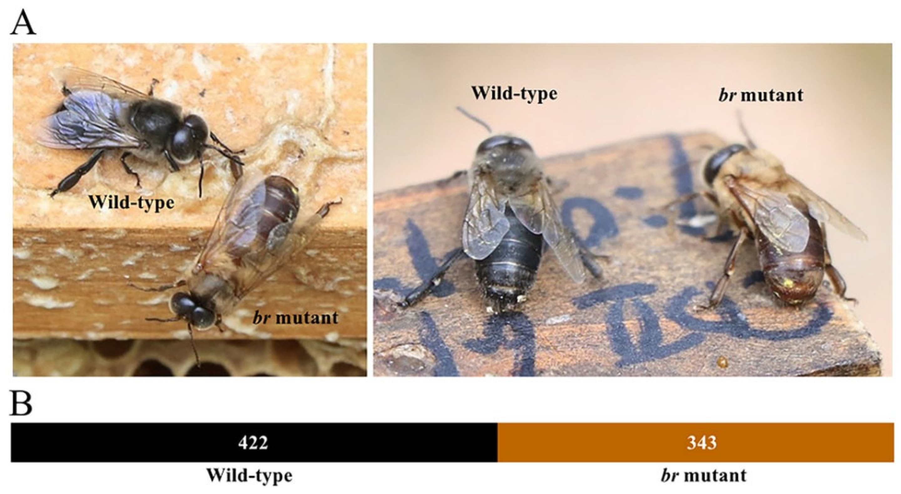 Animals 14 00862 g001