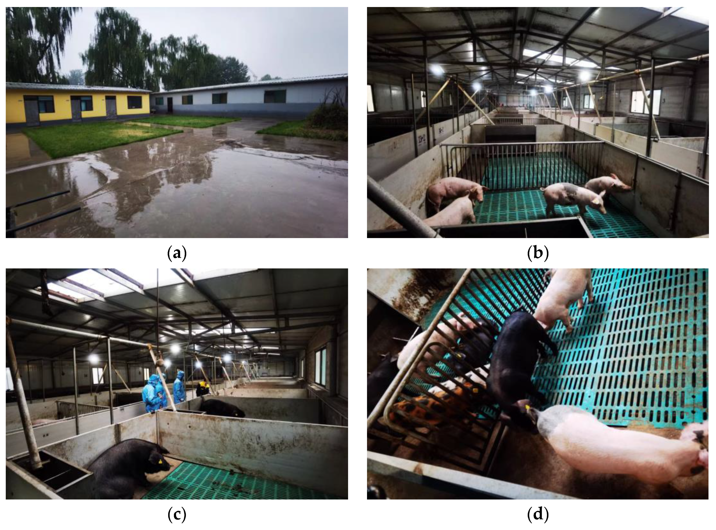 Animals 14 00863 g001