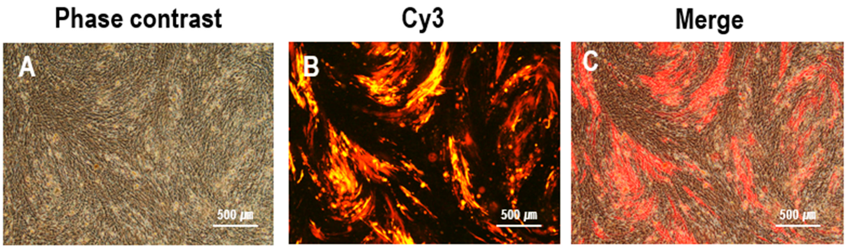 Animals 14 00872 g003