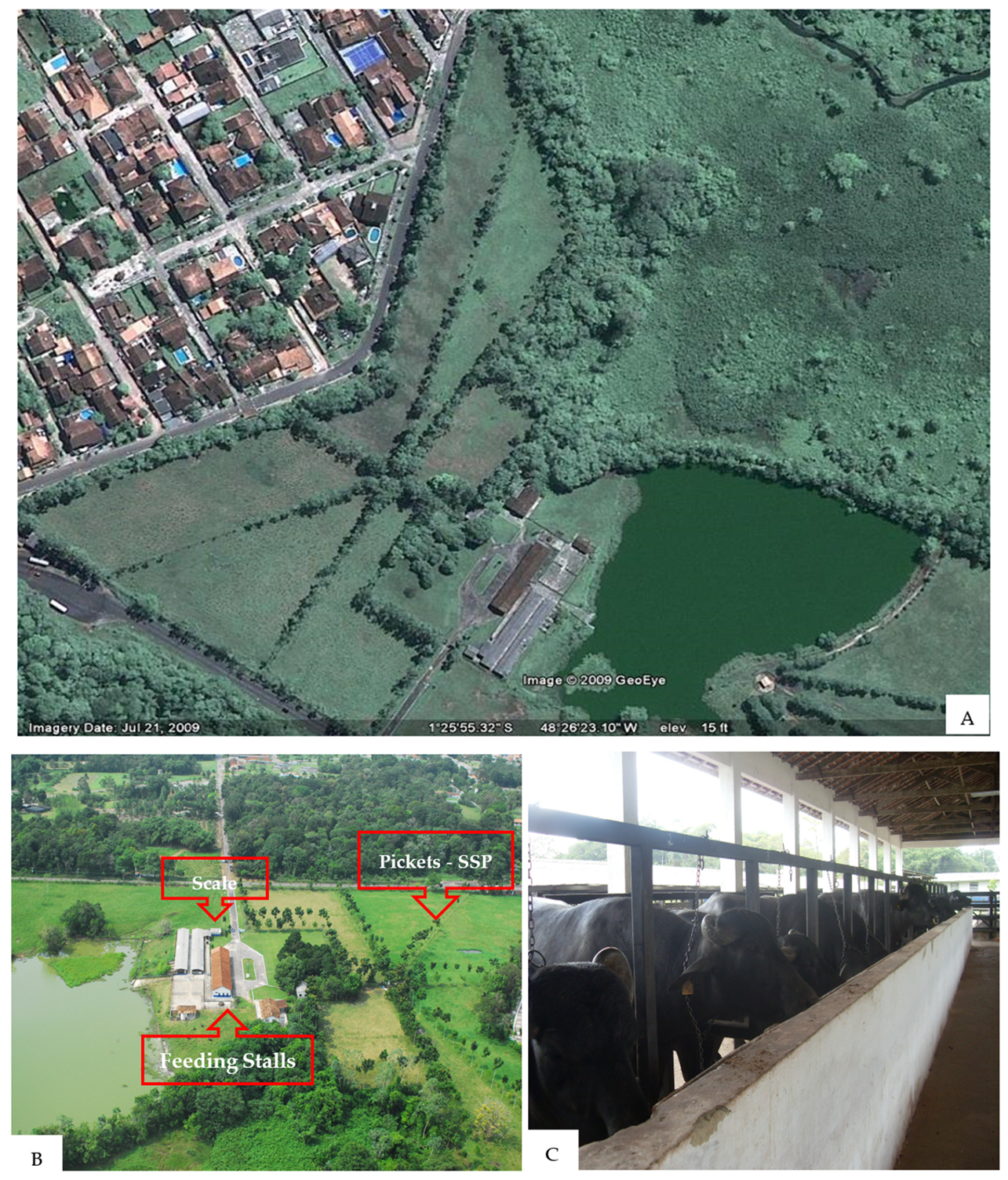 Animals 14 00879 g001