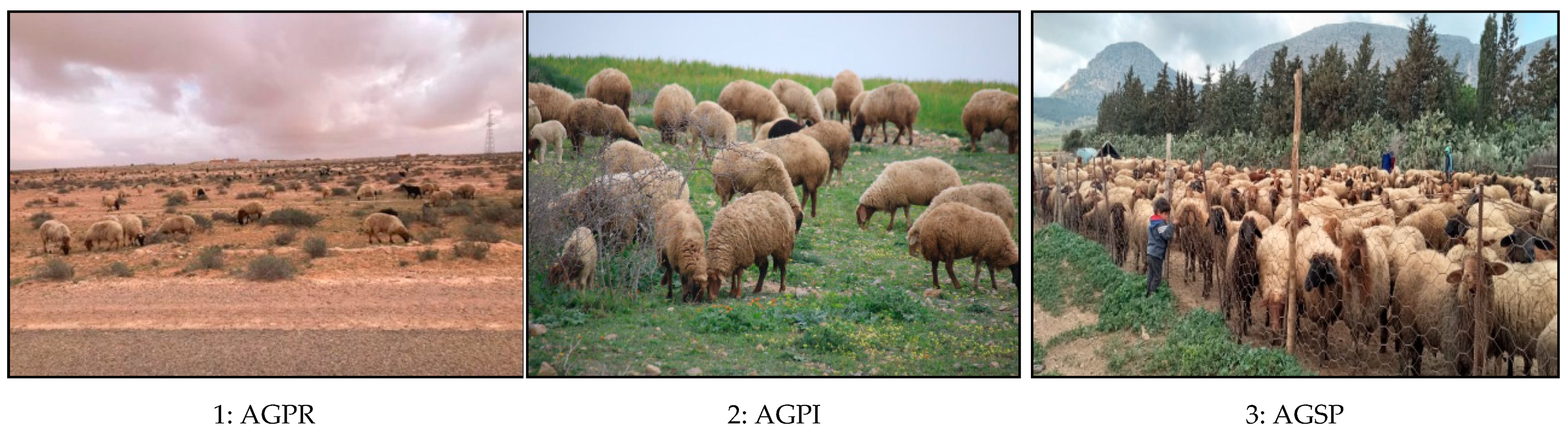 Animals 14 00885 g003