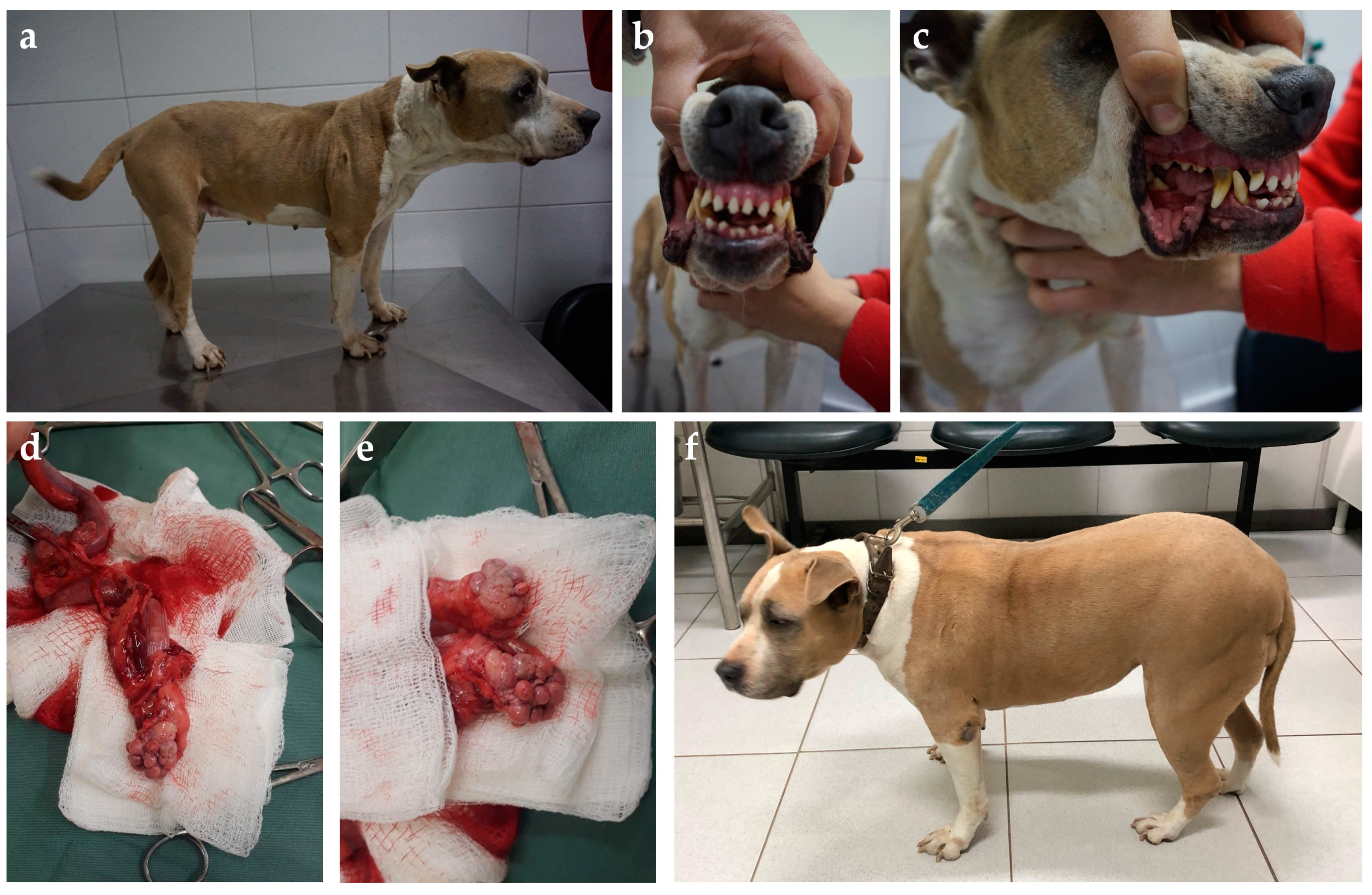 Animals 14 00890 g006 Animals 14 00890 g006