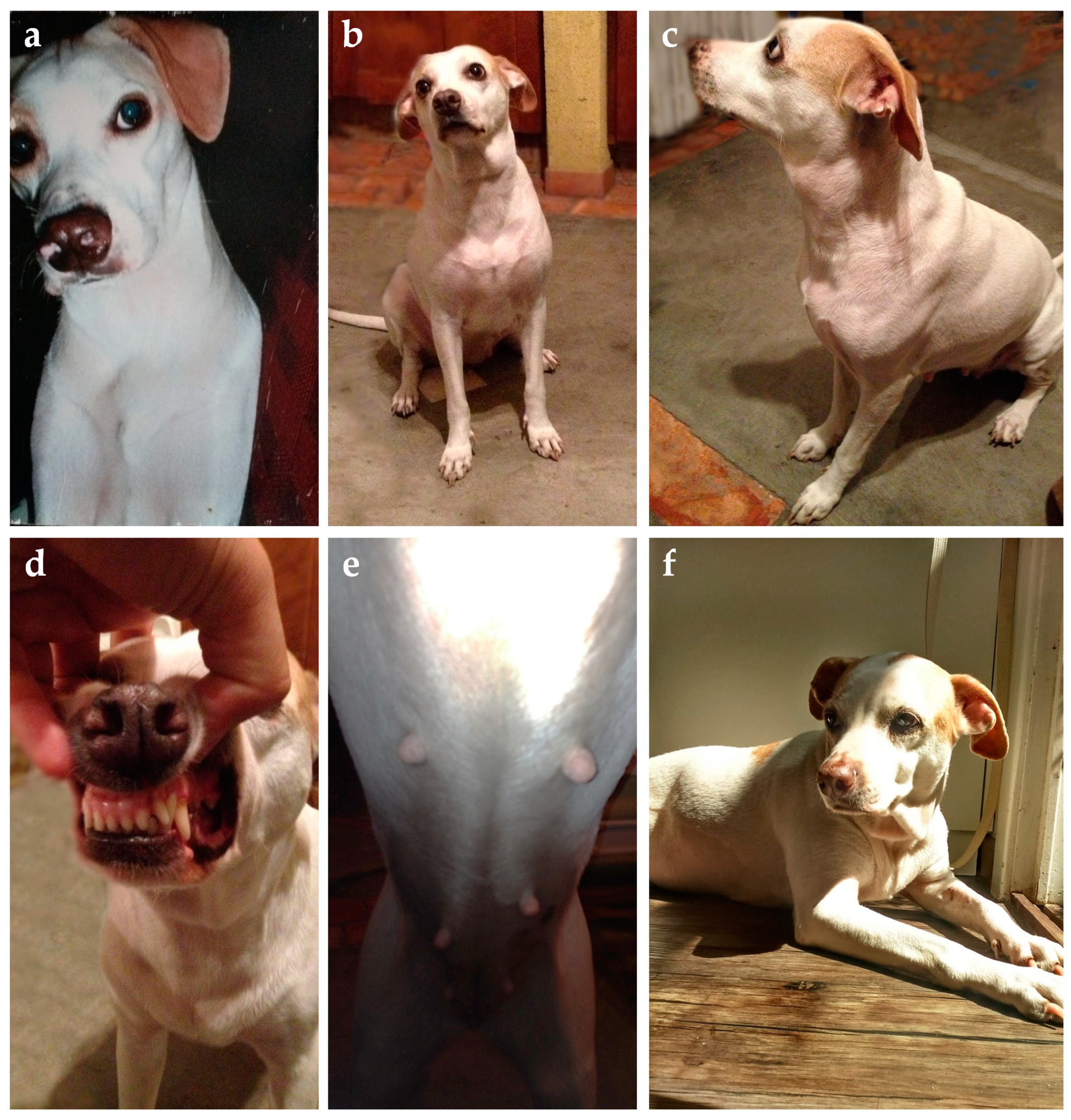 Animals 14 00890 g007 Animals 14 00890 g007