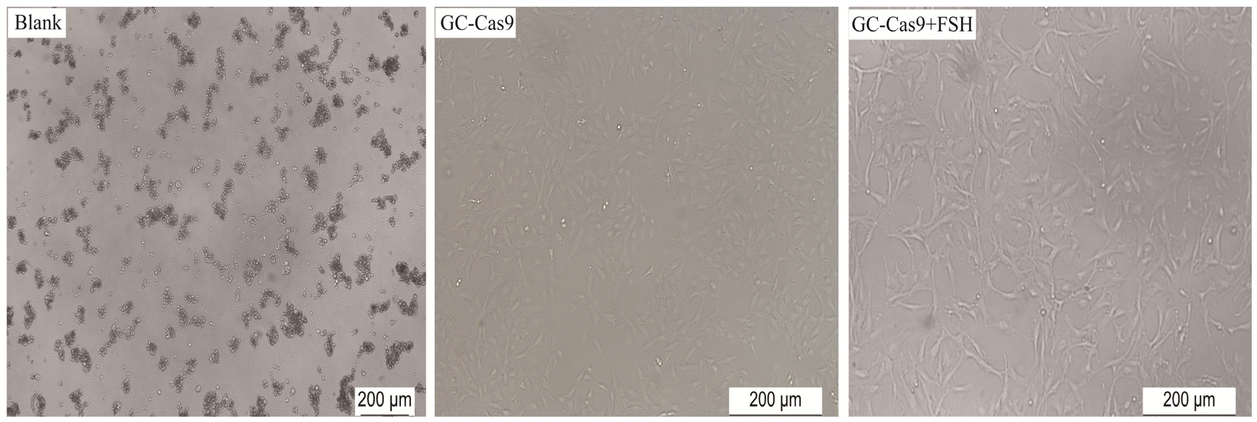 Animals 14 00898 g003