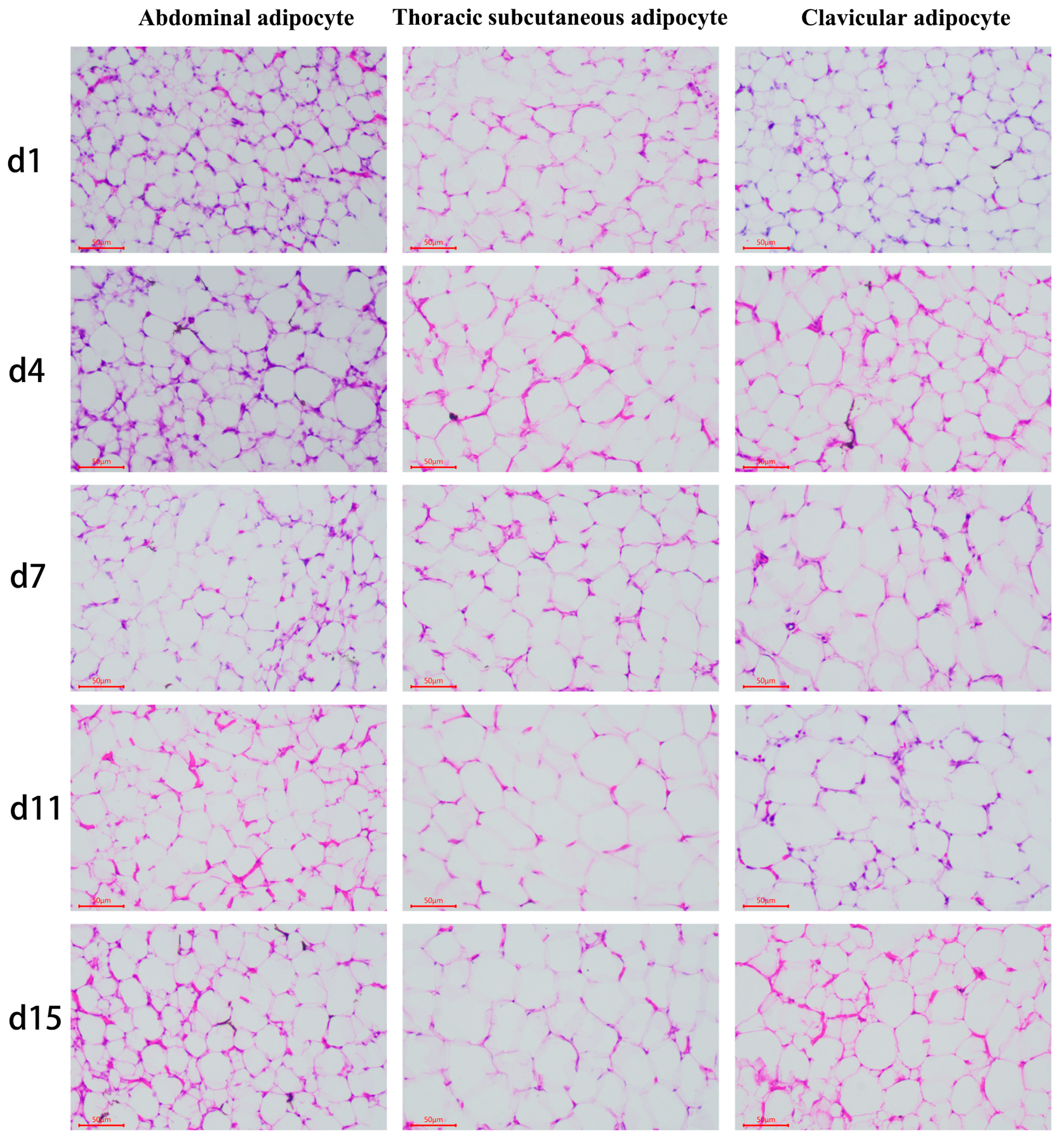 Animals 14 00899 g002