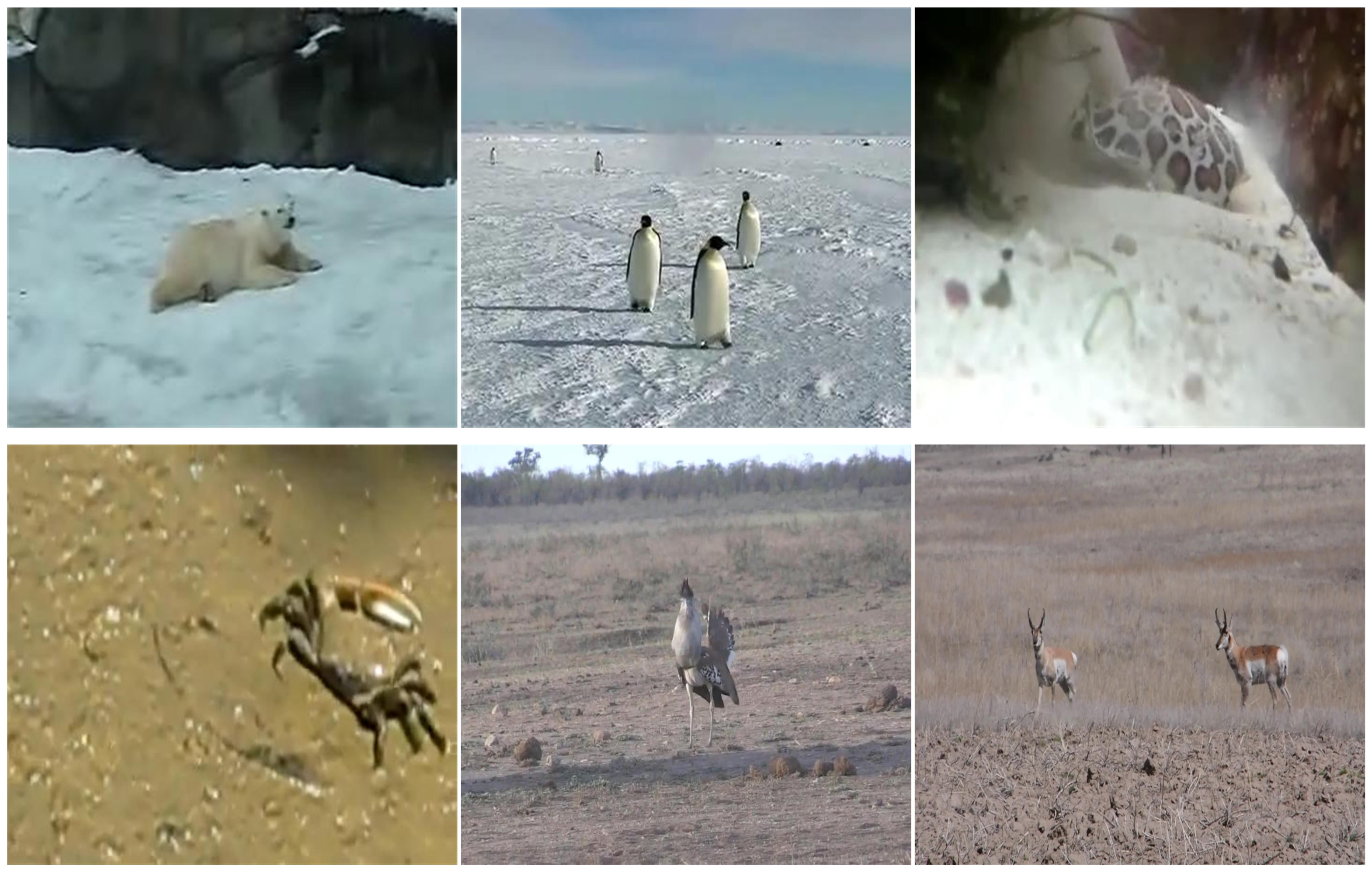 Animals 14 00902 g002