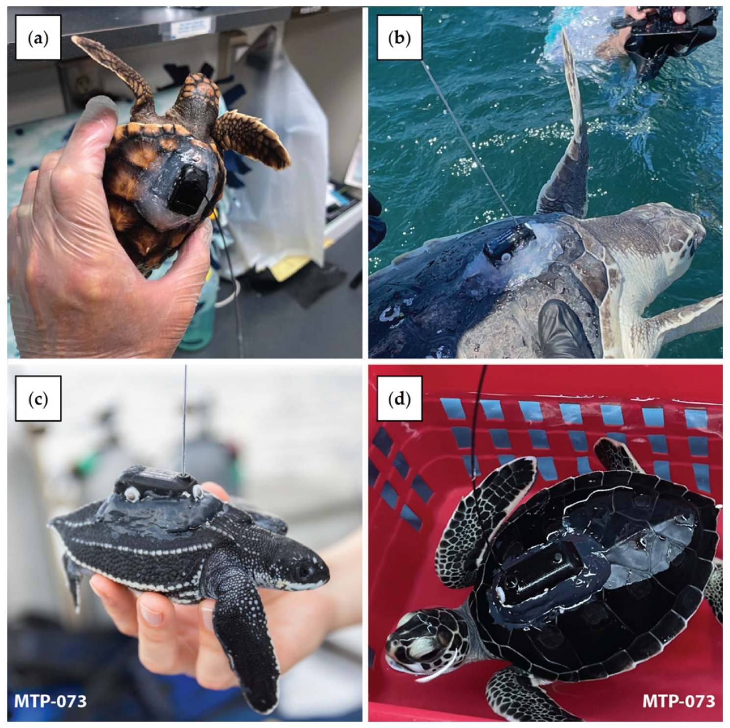 Animals 14 00903 g002 Animals 14 00903 g002