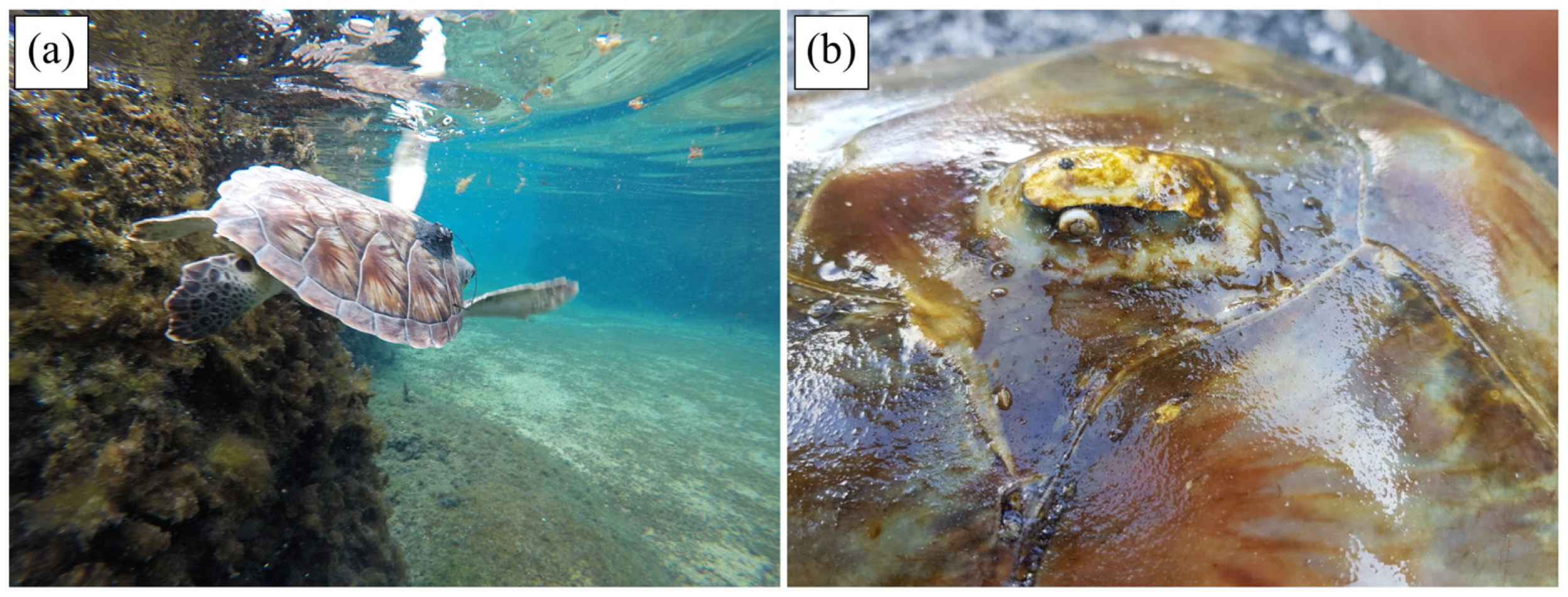 Animals 14 00903 g014 Animals 14 00903 g014