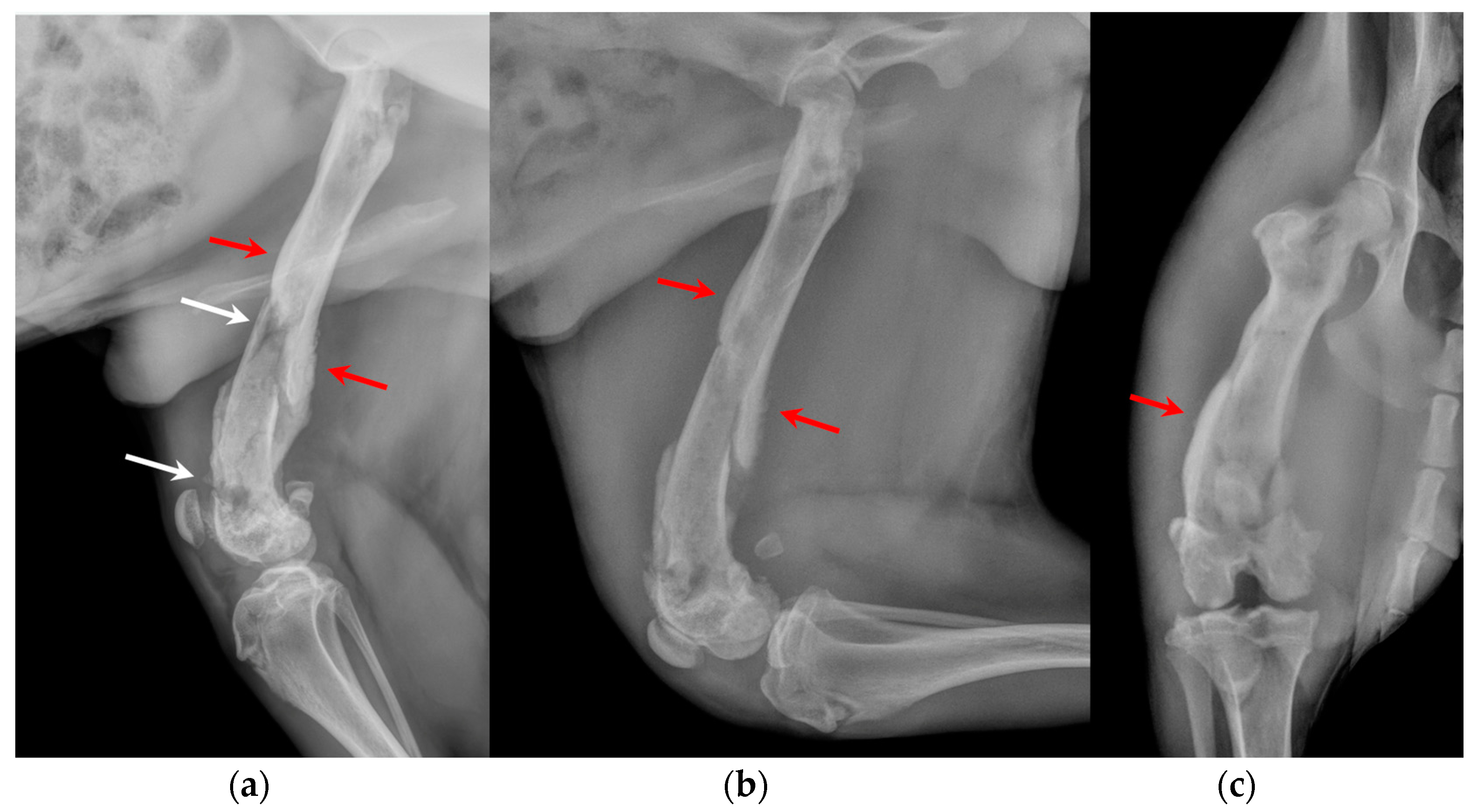 Animals 14 00909 g002