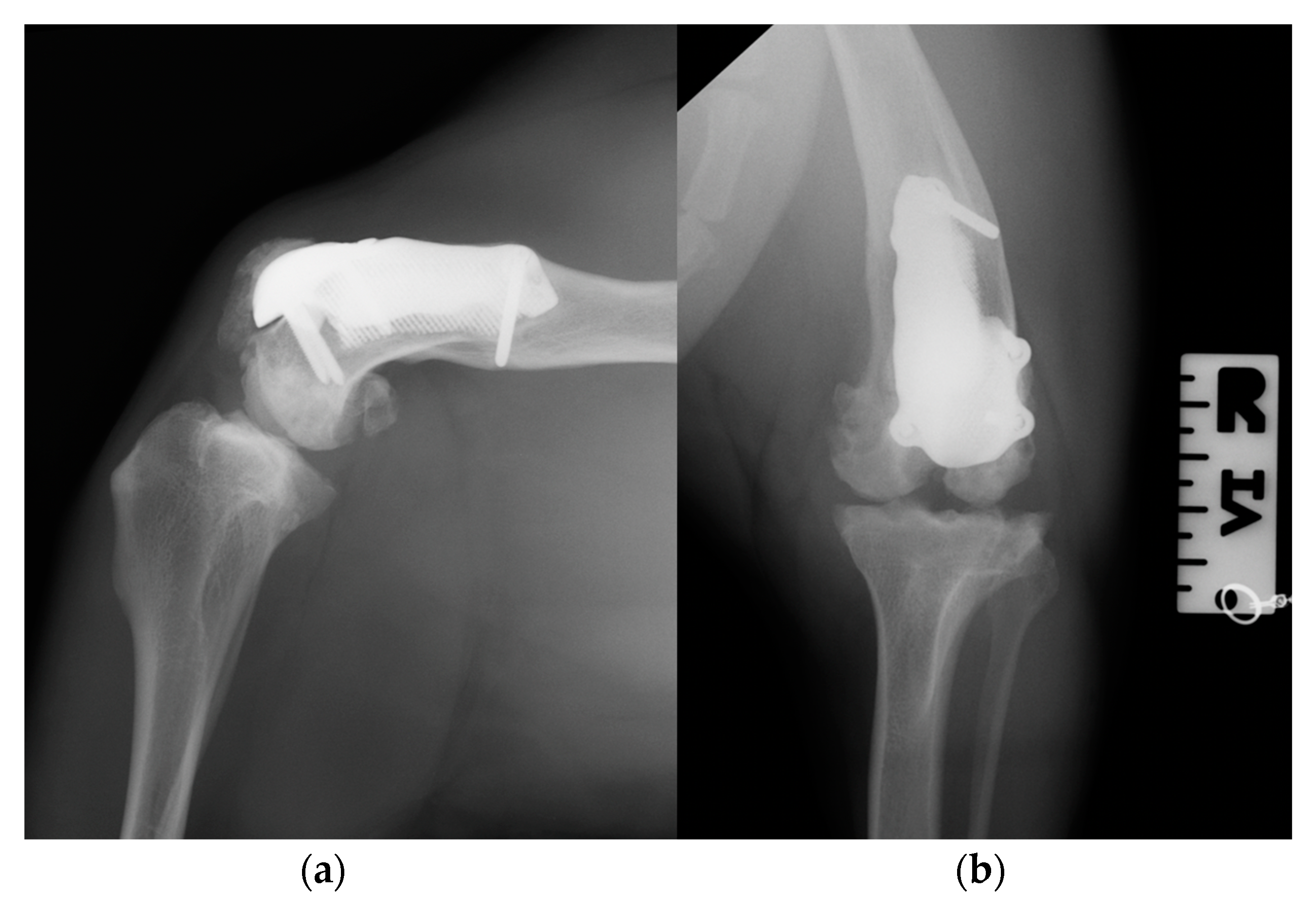 Animals 14 00909 g012