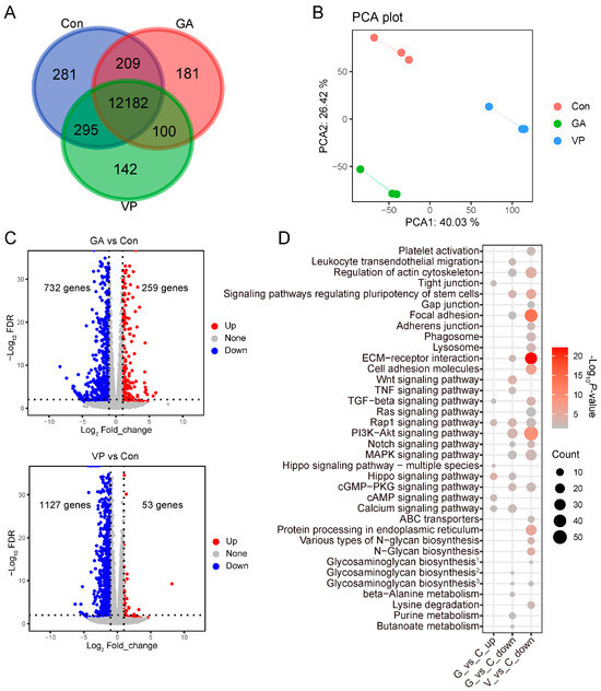 その他 non YAP1/TAZ Mediates Rumen Epithelial Cell Proliferation but