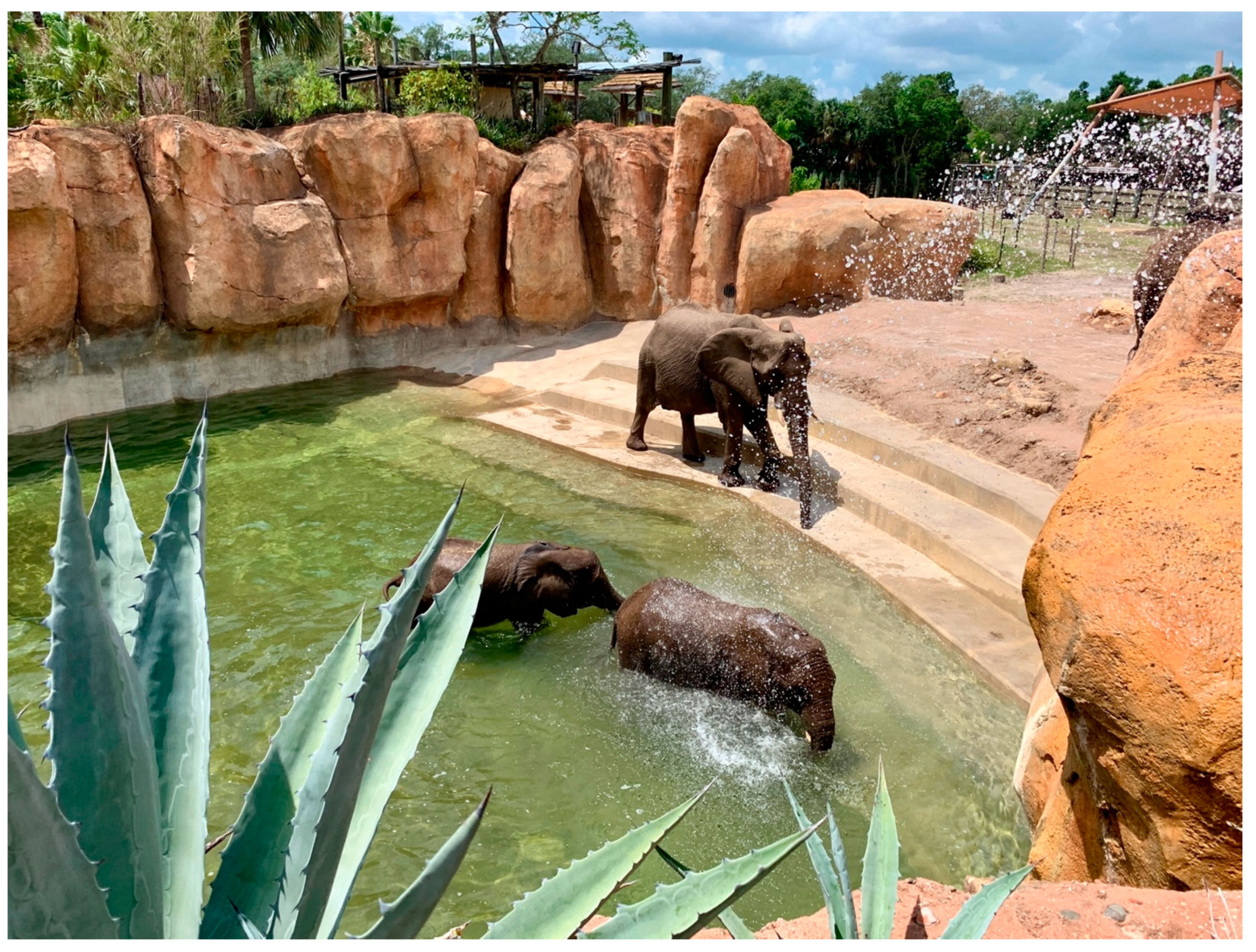 Animals 14 00923 g001