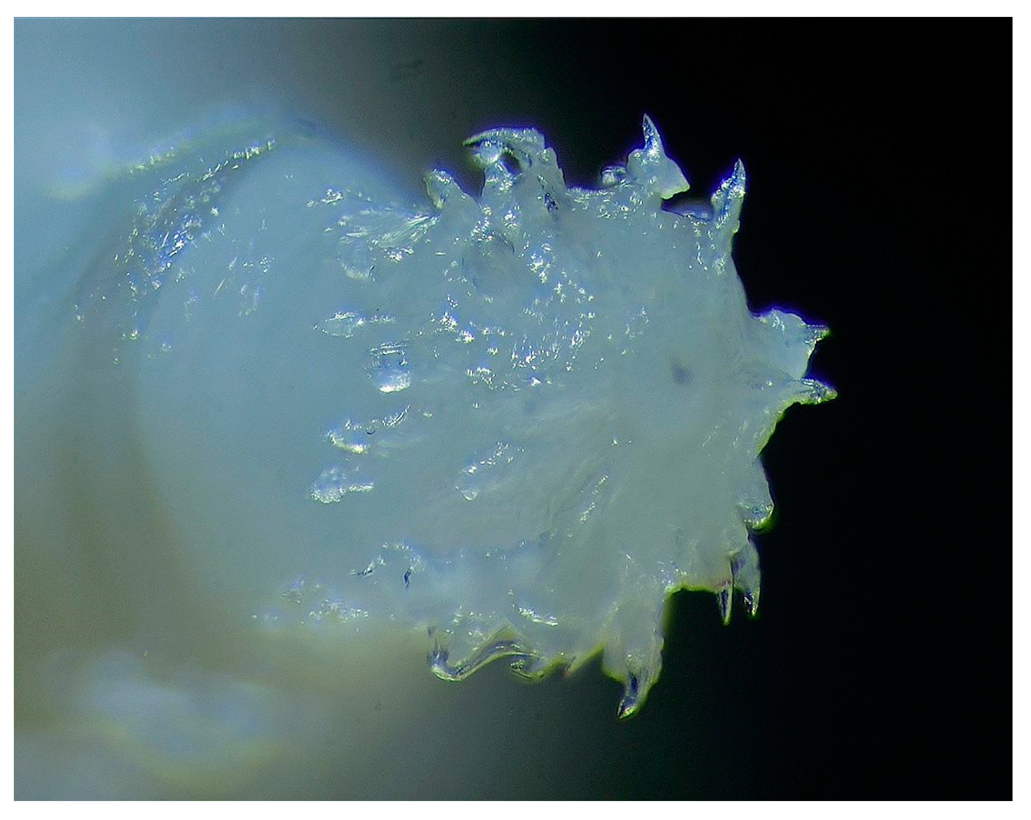 Animals 14 00932 g003